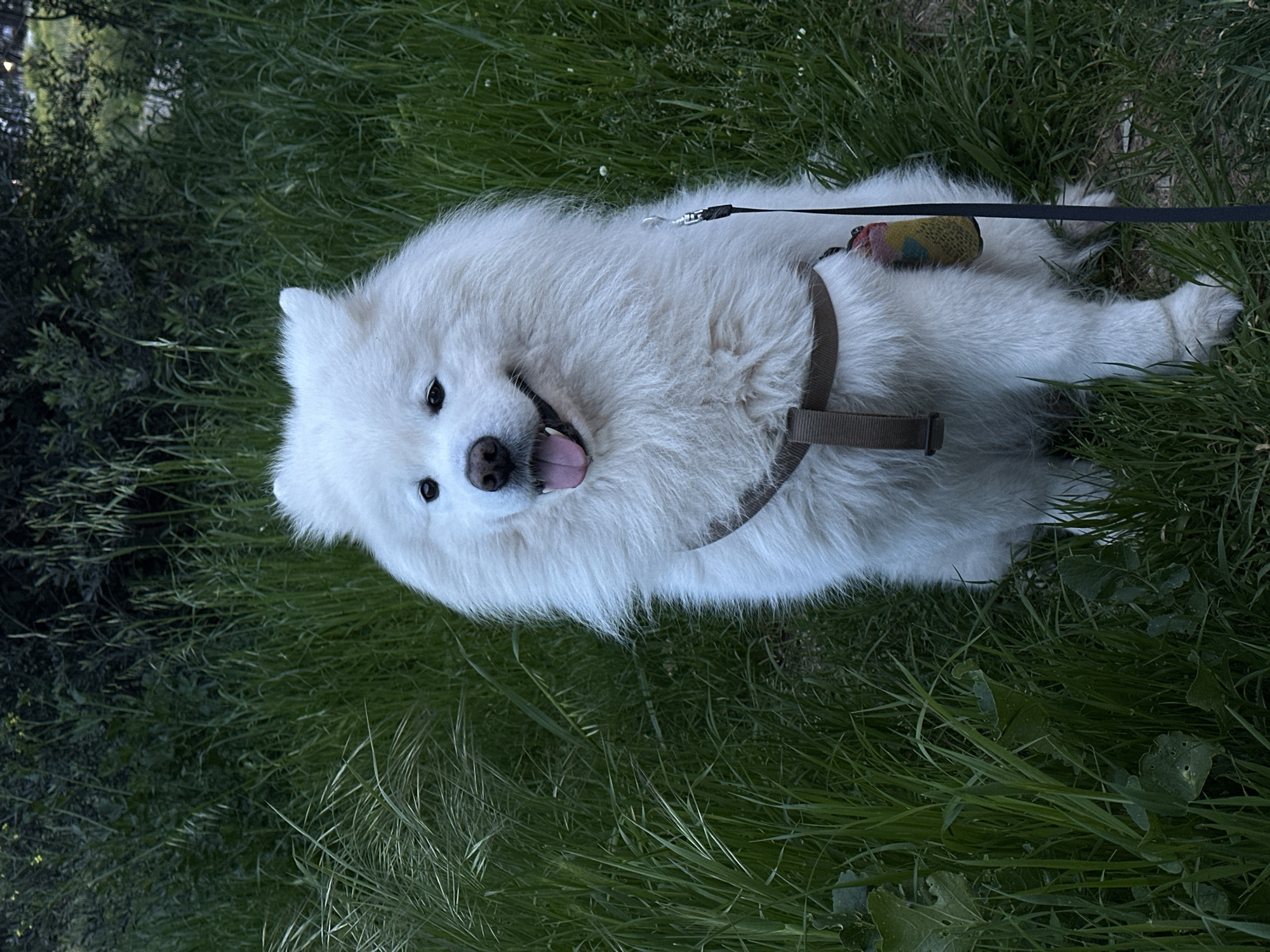 A white Samoyed dog lies in green grass, wearing a brown harness and attached to a black leash. A small, multicolored toy is near the harness. The scene appears to be outdoors, with some darker foliage visible in the background. Location cannot be determined.