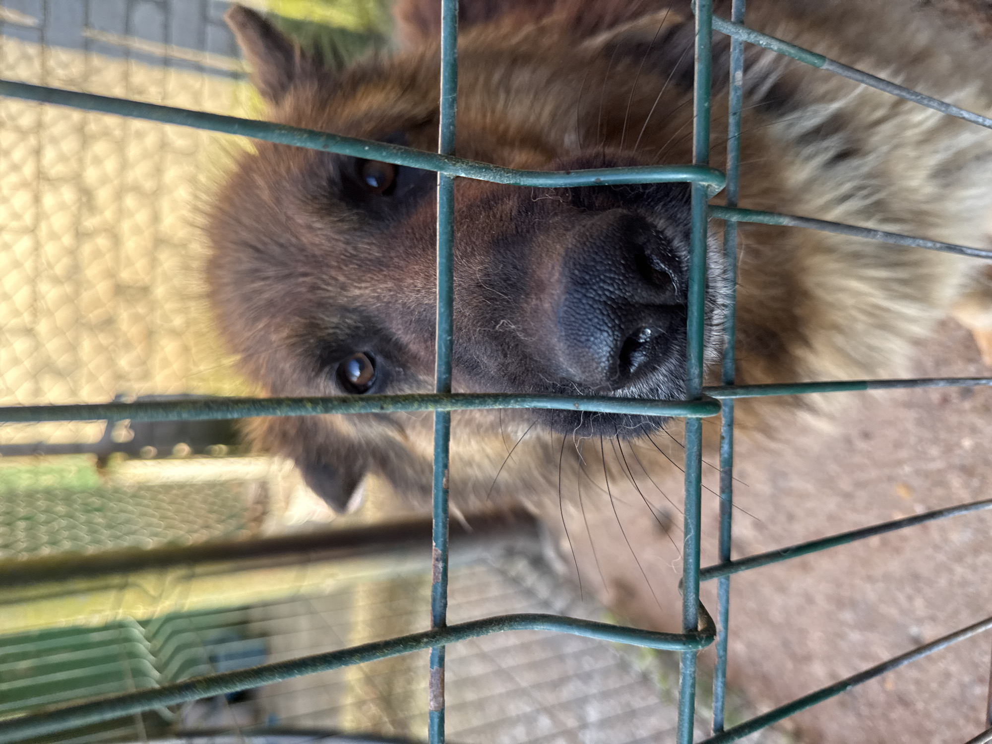 A close-up, eye-level shot shows a German Shepherd dog behind a green metal fence. The dog's head is prominently in the foreground, with its dark, wet nose and large, brown eyes visible. Its fur is a mix of brown and tan, and it appears fluffy. The dog is looking directly at the camera, its expression conveying curiosity or perhaps a bit of sadness. The fence bars create a grid pattern across the image, partially obscuring the dog and the background. The background is blurred, suggesting it is out of focus, but appears to be an outdoor setting with some greenery and possibly a building structure. The ground visible behind the fence is dirt or gravel. The lighting suggests it is daytime. The scene is likely at an animal shelter or a fenced yard in Vikraičiai, Lithuania.