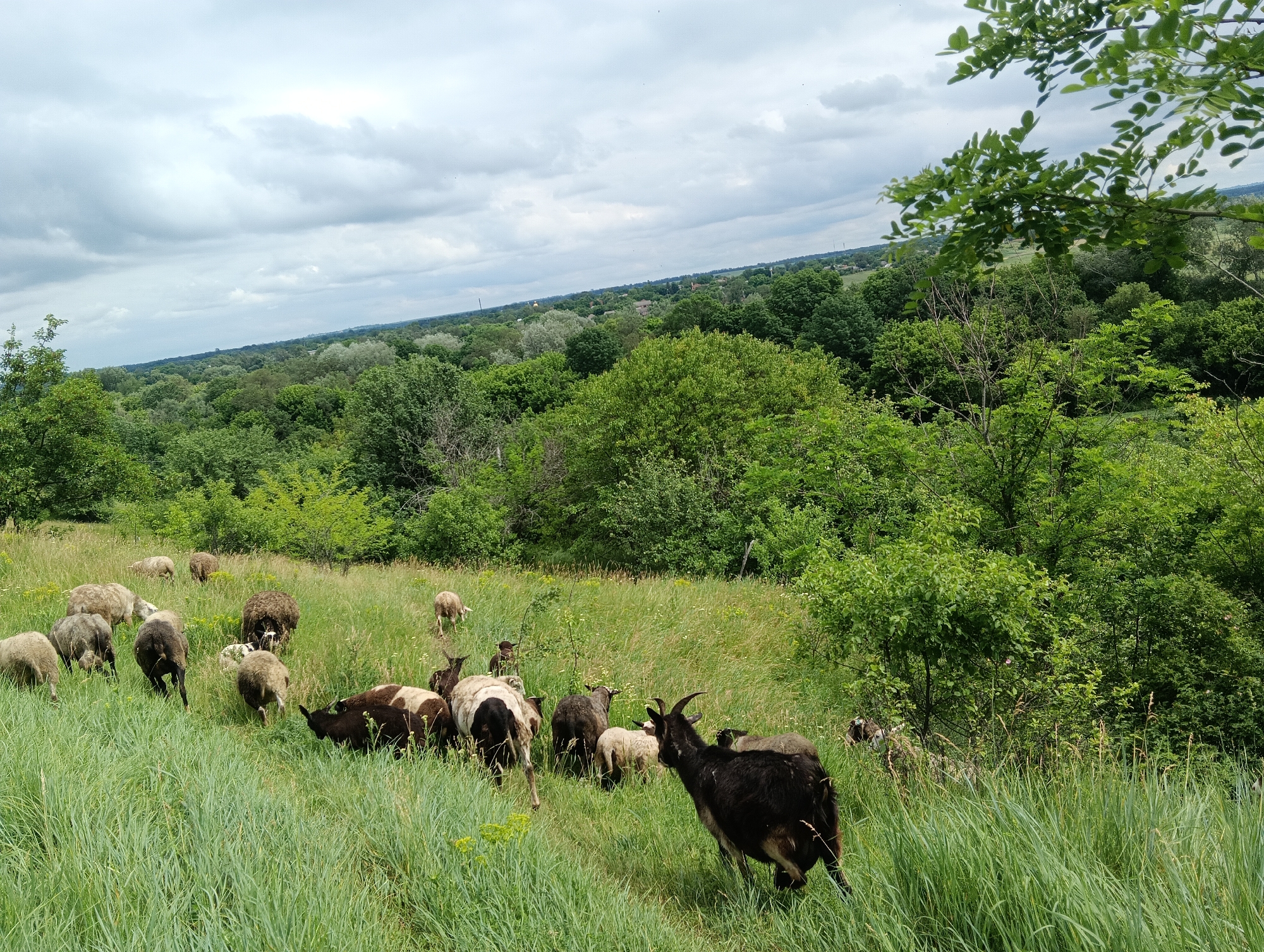 The image depicts a herd of sheep and goats grazing in a grassy field. The field is overgrown with tall green grass and wildflowers. In the background, there is a dense forest that stretches to the horizon. The sky is overcast with dark clouds. There are no people visible in the image. The sheep and goats are scattered across the field, some are grazing, while others are walking. One goat in the foreground has horns. The overall impression is of a rural, natural landscape.