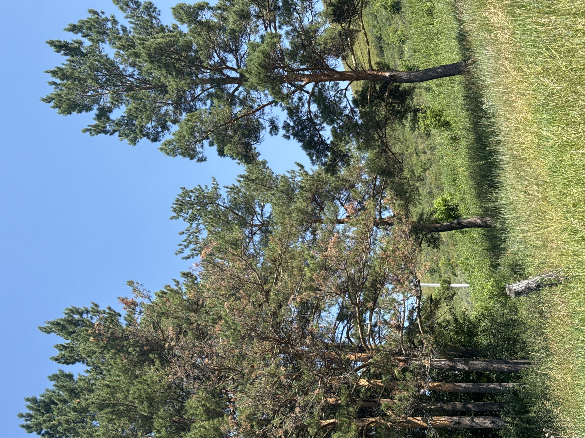 The image shows a cluster of tall pine trees against a clear blue sky, with a grassy slope in the background. The trees are mature, with some showing signs of browning needles. The foreground is dominated by tall, green grass, with a weathered wooden post visible on the left side of the frame. The environment appears to be a natural, outdoor setting, possibly a park or a hillside area. The geographical context of Soloneshnoye, Russia, suggests this could be a natural landscape typical of the region. There are no people or animals depicted in the image. The scene is static and peaceful.