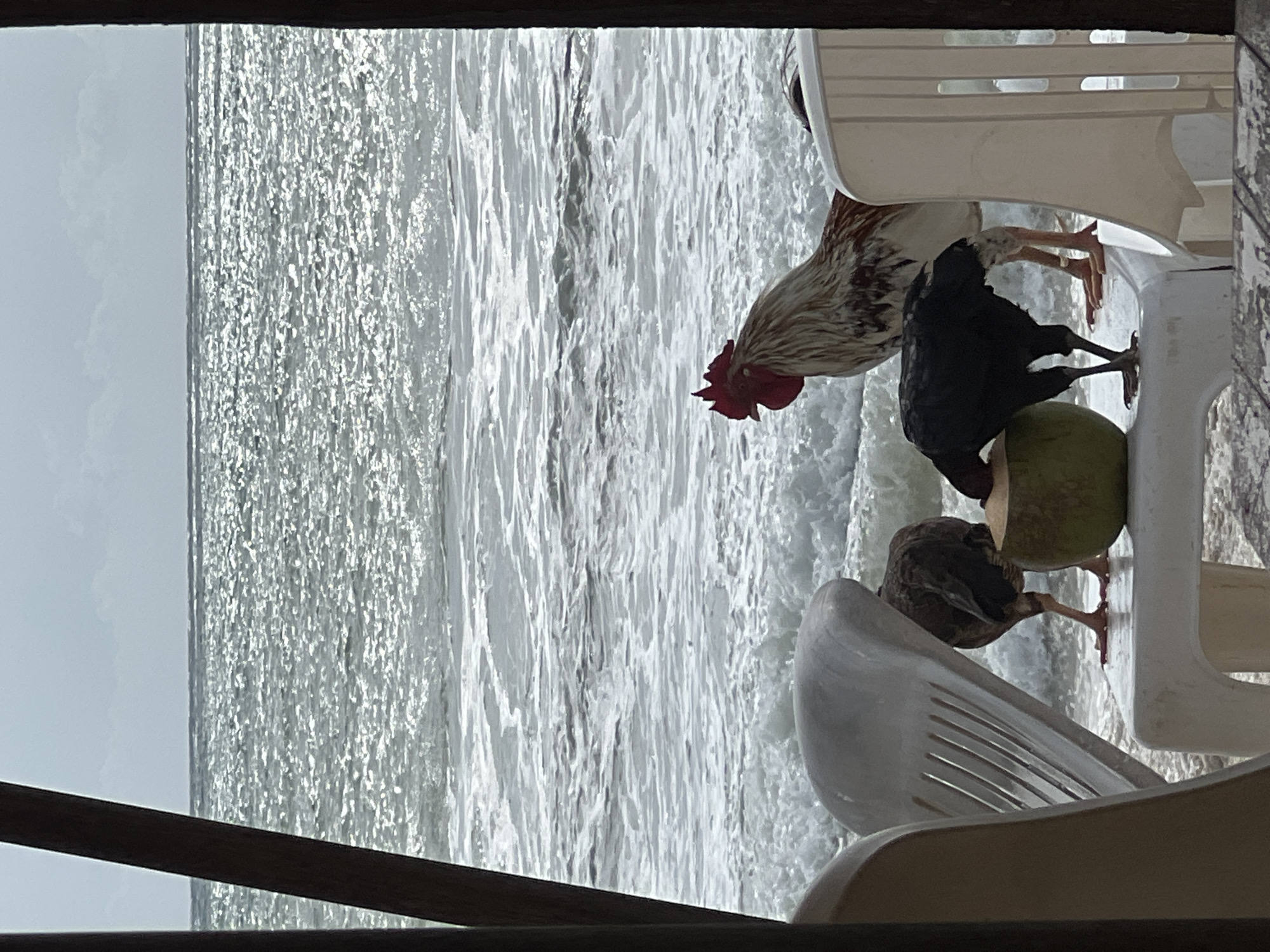 From an elevated perspective, likely within a structure, the image presents a coastal scene. The sea, shimmering with reflected light, occupies the majority of the view. A partially visible wooden frame is present in the lower portion. On the right side of the image are white plastic chairs, one of which is occupied by three chickens and a green coconut.