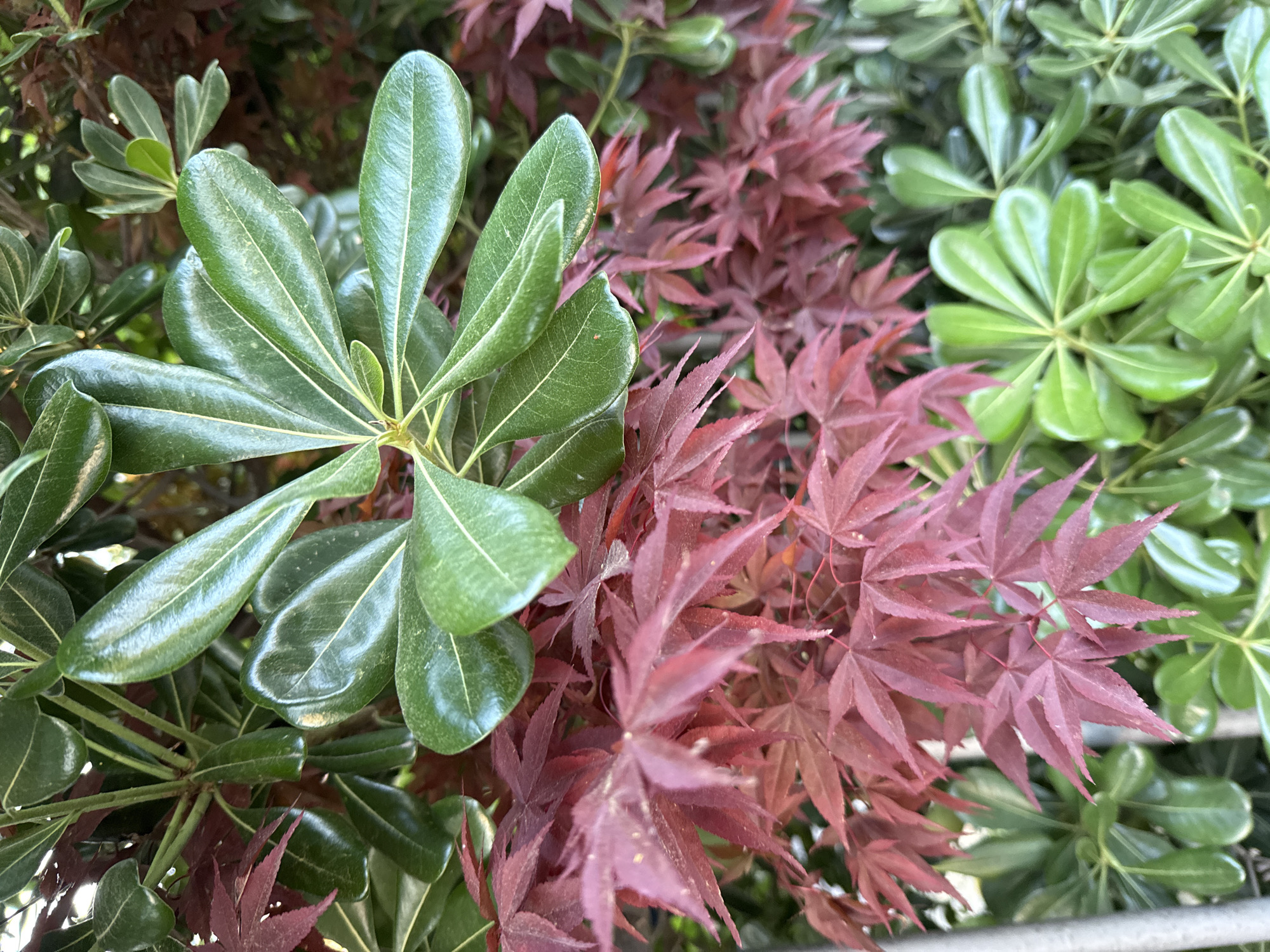 The image shows a close-up of foliage. Dominating the left side are glossy, dark green leaves with a distinctive shape – oblong with rounded ends. To the right is a dense cluster of red maple leaves, their pointed lobes creating a fine texture. A contrasting, lighter green foliage with similar leaf arrangement as the dark green leaves is seen in the background. The location is Villafranca di Verona, Italy.