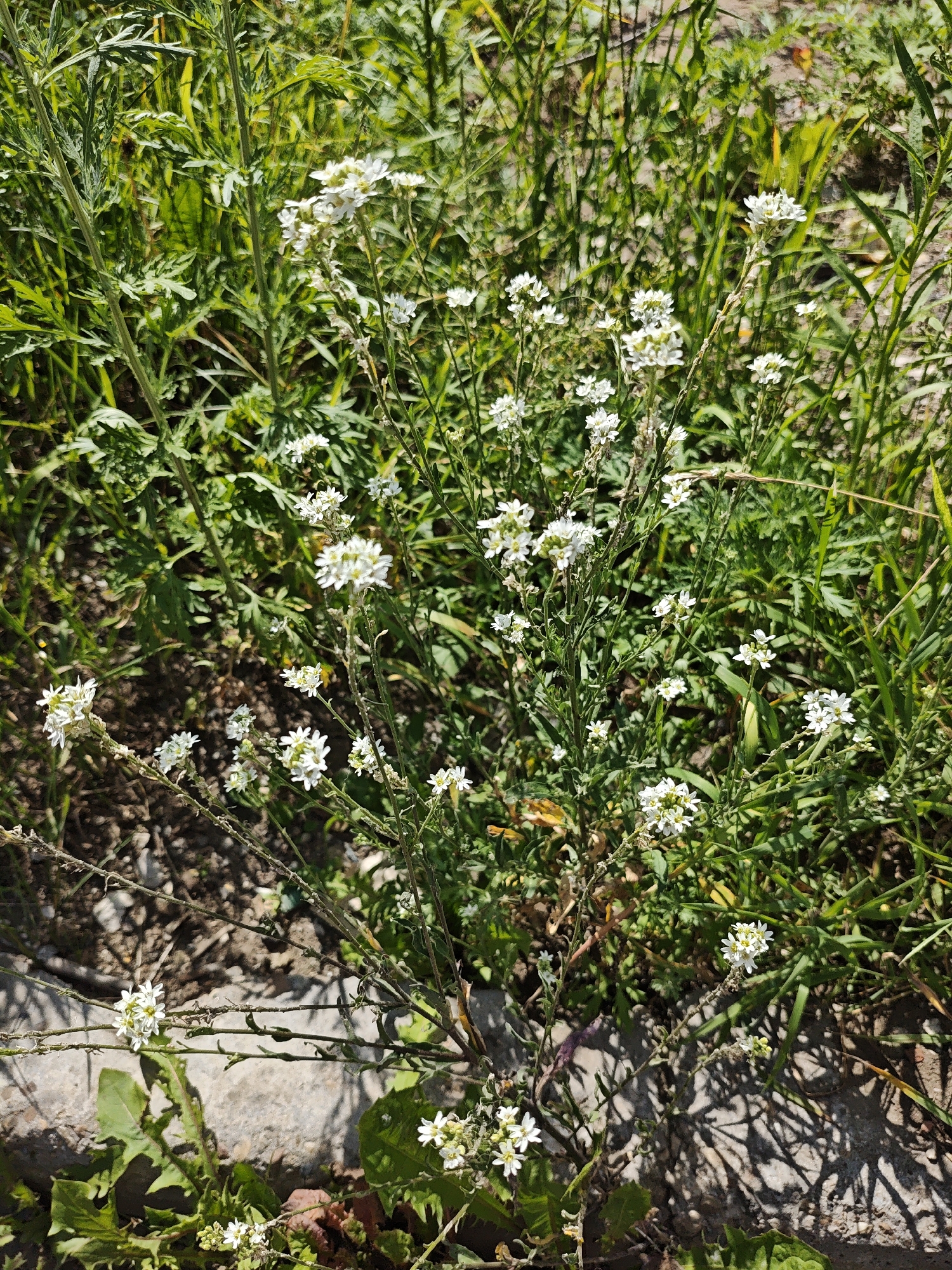 A close-up, eye-level outdoor shot captures a cluster of small white flowers blooming amidst lush green foliage. The flowers, delicate and clustered, are predominantly white with hints of yellow in their centers. They are supported by thin, wiry stems that branch out, some extending horizontally across the frame. The surrounding vegetation is a mix of tall, slender grasses and broader-leafed plants, creating a dense, natural backdrop. The ground beneath the plants appears to be a mixture of dry soil and light-colored stones or concrete. Shadows are cast across the ground and lower parts of the plants, suggesting bright sunlight. The overall impression is one of a wild or semi-wild patch of nature, possibly in a park or uncultivated area. The image is devoid of any human presence or discernible man-made structures beyond what might be a pathway edge or border in the lower portion. There are no indications of specific locations within the city of Perm, Russia, or any identifiable actions or interactions.