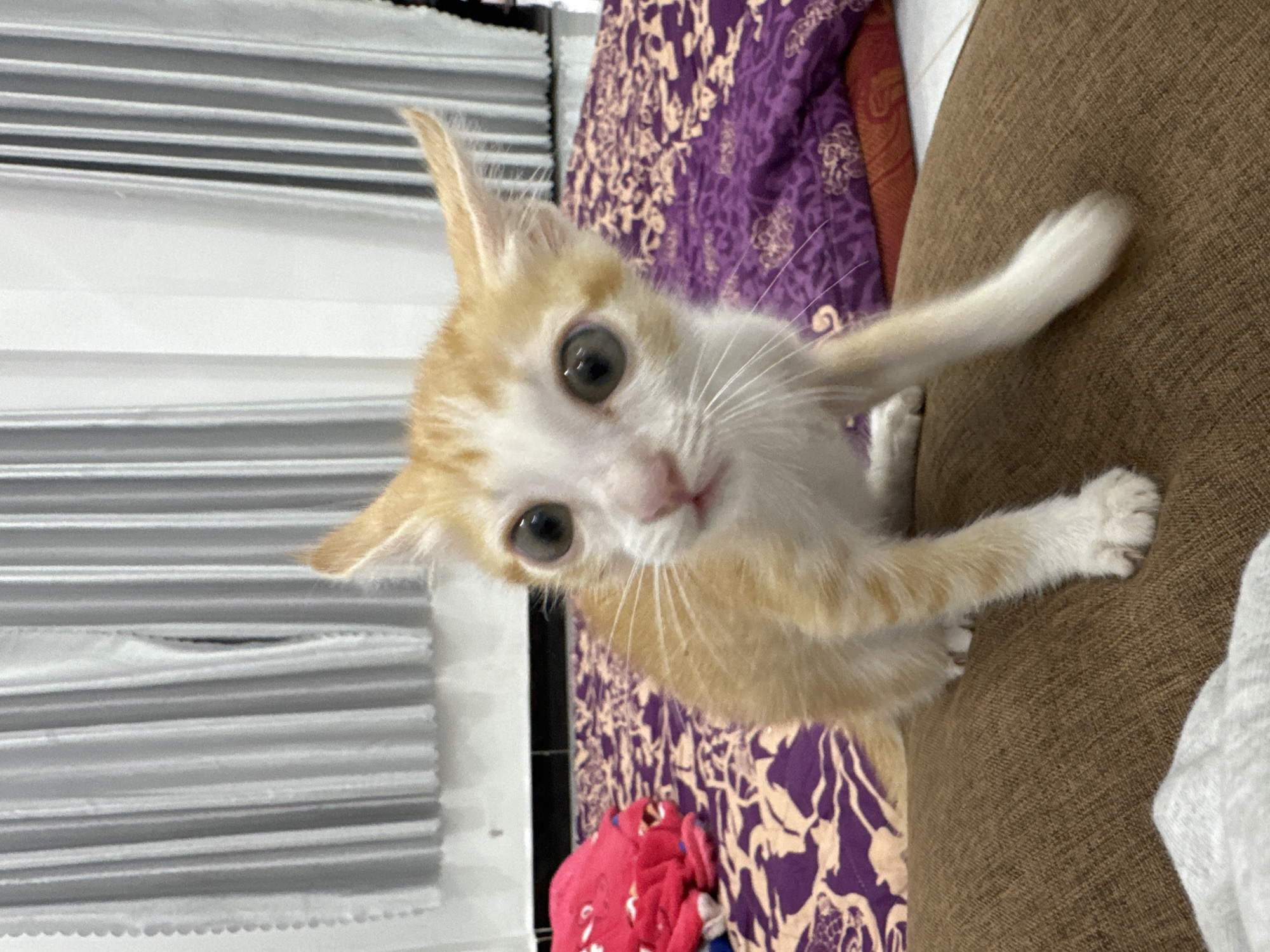 An orange and white kitten is the central subject of this image, looking directly at the viewer with large, round eyes and a curious expression. The kitten has white fur on its face, chest, and paws, contrasting with its ginger-colored patches. Its left front paw is extended upwards and to the right.
The kitten is situated in an indoor setting. To its right, a brown, textured upholstered surface, likely a sofa or chair, fills a significant portion of the background. Behind and to the left of the kitten, there is a purple fabric adorned with an intricate, lighter-colored pattern, possibly a blanket or cushion. Further to the left, a light grey or white slatted structure, resembling window blinds or a part of a furniture piece, is visible. A crumpled red fabric with white patterns can be seen below the kitten.
The image is rotated 90 degrees clockwise, giving the impression that the kitten is lying on its side. The lighting is soft and even, suggesting an indoor environment during the day. There is no visible text in the image. The location context for this media file is Mũi Né, Vietnam.