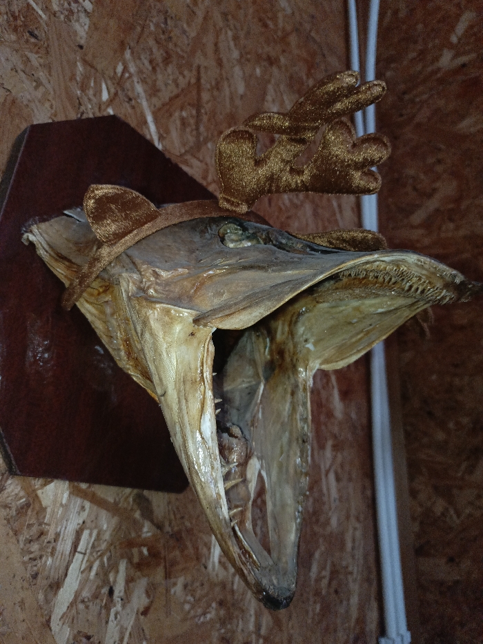 The head of a taxidermied fish, likely a pike, is mounted on a dark brown, multi-faceted wooden plaque. The fish head, which exhibits an elongated snout and sharp teeth, is displayed with its mouth agape. It is adorned with a novelty headband fashioned from brown, velvet-textured fabric, featuring two small ears and two stylized antler shapes. The entire display is affixed to an interior wall surfaced with oriented strand board (OSB). A white, vertical utility conduit is visible against the OSB wall on the right side of the frame. The scene is located in Gorka, Russia.