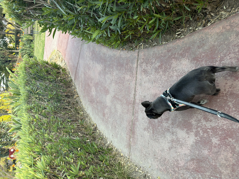 A small, blue-grey French Bulldog with a patterned harness walks along a red concrete sidewalk. The dog is leashed and faces away from the viewer, moving toward the right. Dense green foliage lines both sides of the path, suggesting a residential or park setting. The sidewalk curves slightly, hinting at a continued path further ahead.