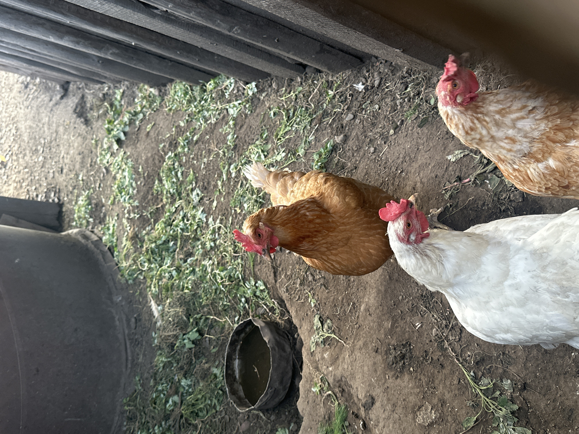 The image depicts a backyard scene in Novoyeniseyka, Russia, featuring three chickens in a dirt enclosure with sparse vegetation. In the background, a large dark cylindrical object, possibly a water tank or bin, is visible. To the right, a weathered wooden fence made of vertical planks forms the boundary of the space. A small, dark, circular container, likely a water dish, is situated on the ground near the tank. The central chicken is a reddish-brown hen facing left, with its comb and wattles a vibrant red. In the foreground, a white hen is positioned to the left, and another chicken, with mottled brown and white feathers, is to the right, partially obscured by a wooden element. The ground is composed of dark soil and scattered green plant debris. The lighting suggests it is daytime, with shadows present.