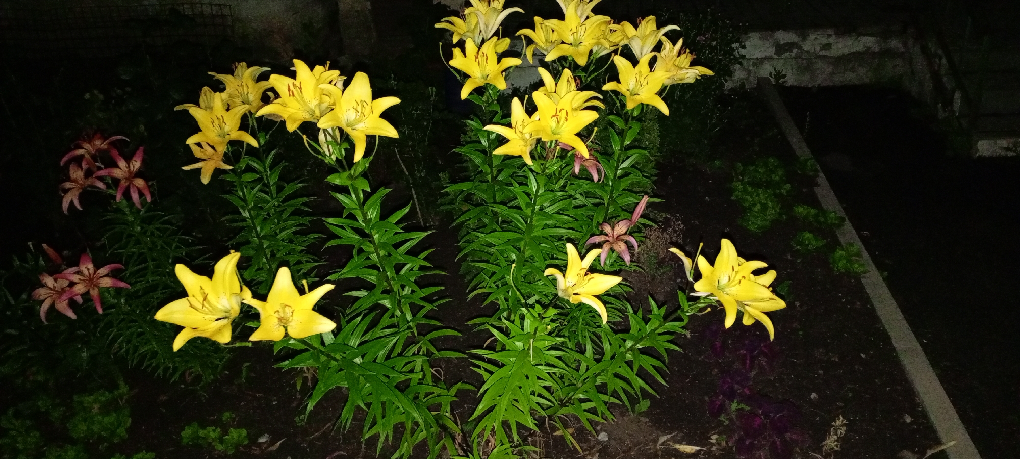In Kirsanov, Russia, a nighttime scene captures a flowerbed featuring several lily plants with bright yellow blooms and dark green foliage. The lilies are diverse in their stage of bloom, with some fully open and others in bud. Interspersed among the yellow lilies are a few plants with pinkish-red, star-shaped flowers, also at various stages of openness. The ground around the plants is dark soil, with some areas showing a sparse covering of green ground cover plants. A light-colored concrete border runs diagonally across the lower right portion of the frame, separating the flowerbed from a darker, unplanted area. In the background, a weathered brick wall and a wire fence are visible against a dark, indistinct background, suggesting an urban or semi-urban outdoor setting. The lighting suggests an artificial light source, possibly from a streetlamp or a nearby building, illuminating the flowers.