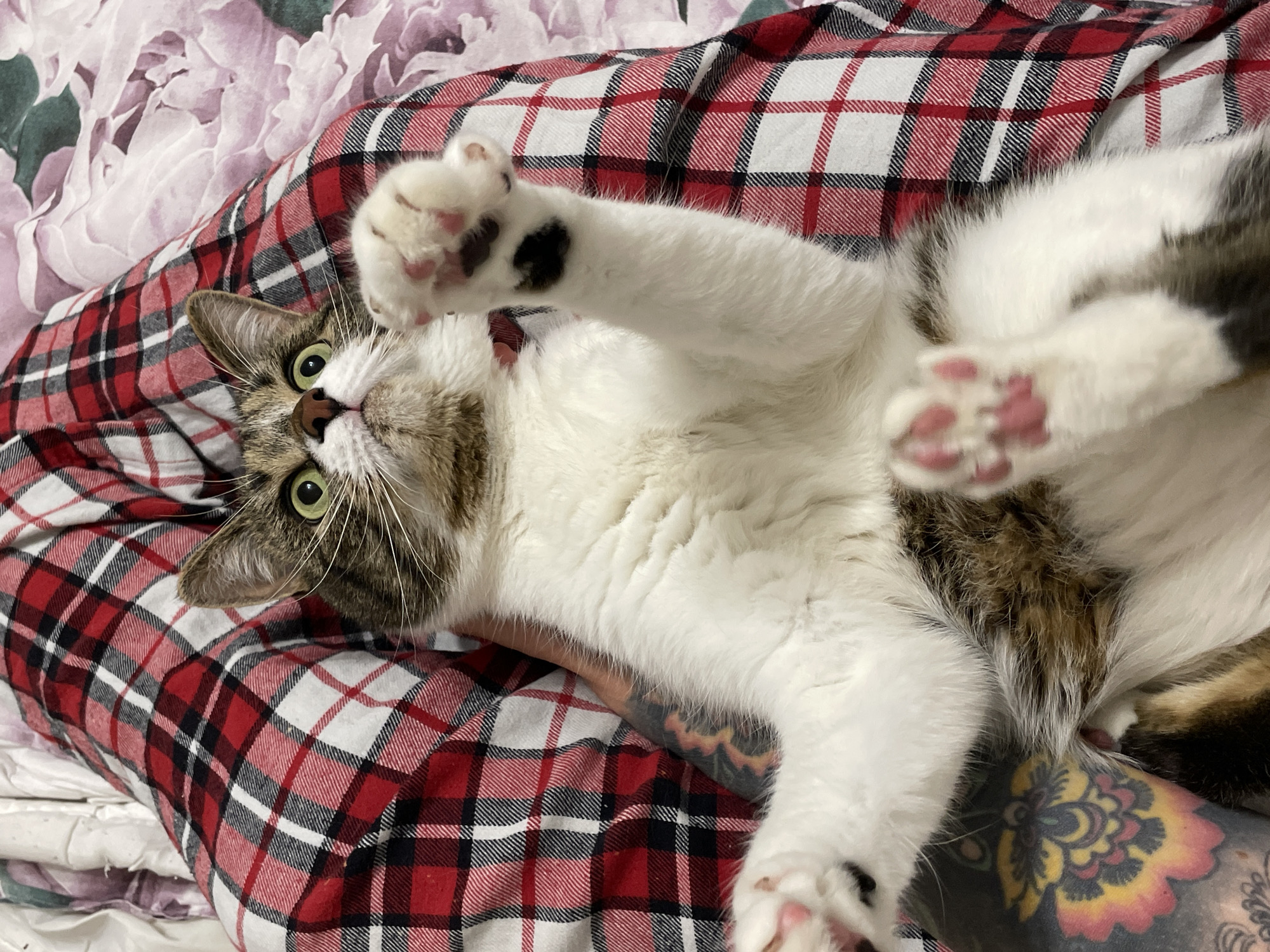 A cat is lying on its back on a bed. The cat has white fur on its chest and legs, and tabby markings on its head and back. The cat is looking at the camera with green eyes and has its paws raised in the air. The bed has a red and black plaid blanket, and a floral blanket is behind the plaid one. A person's arm, with a floral tattoo, is visible beneath the cat. There is no indication of the city of Pervomaysky, Russia.