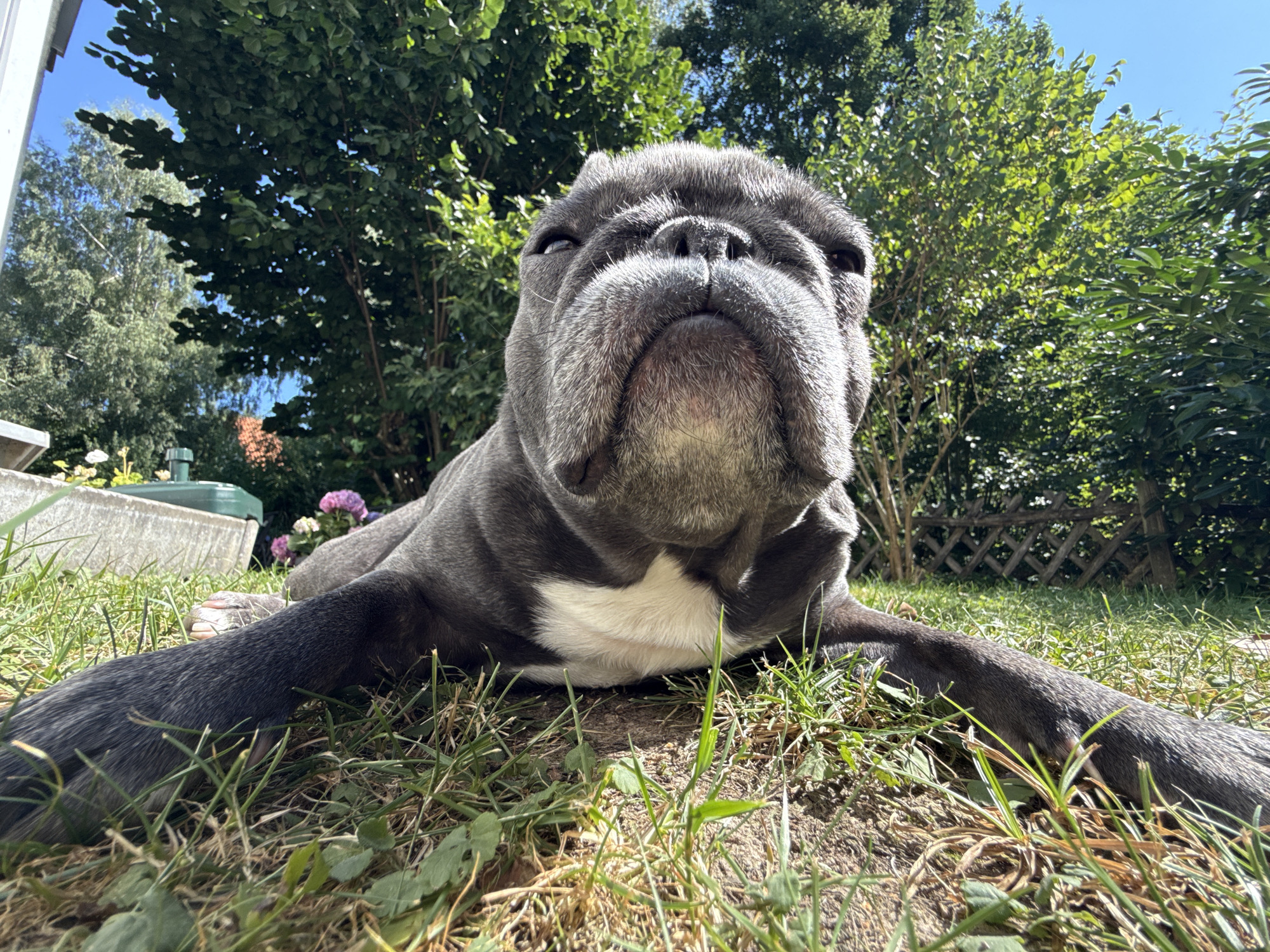 A French bulldog is lying on the grass in a backyard on a sunny day. The dog is facing the camera, and its head is tilted slightly upwards. The background consists of trees and bushes. In the distance, a fence can be seen. There are no people visible in the image.