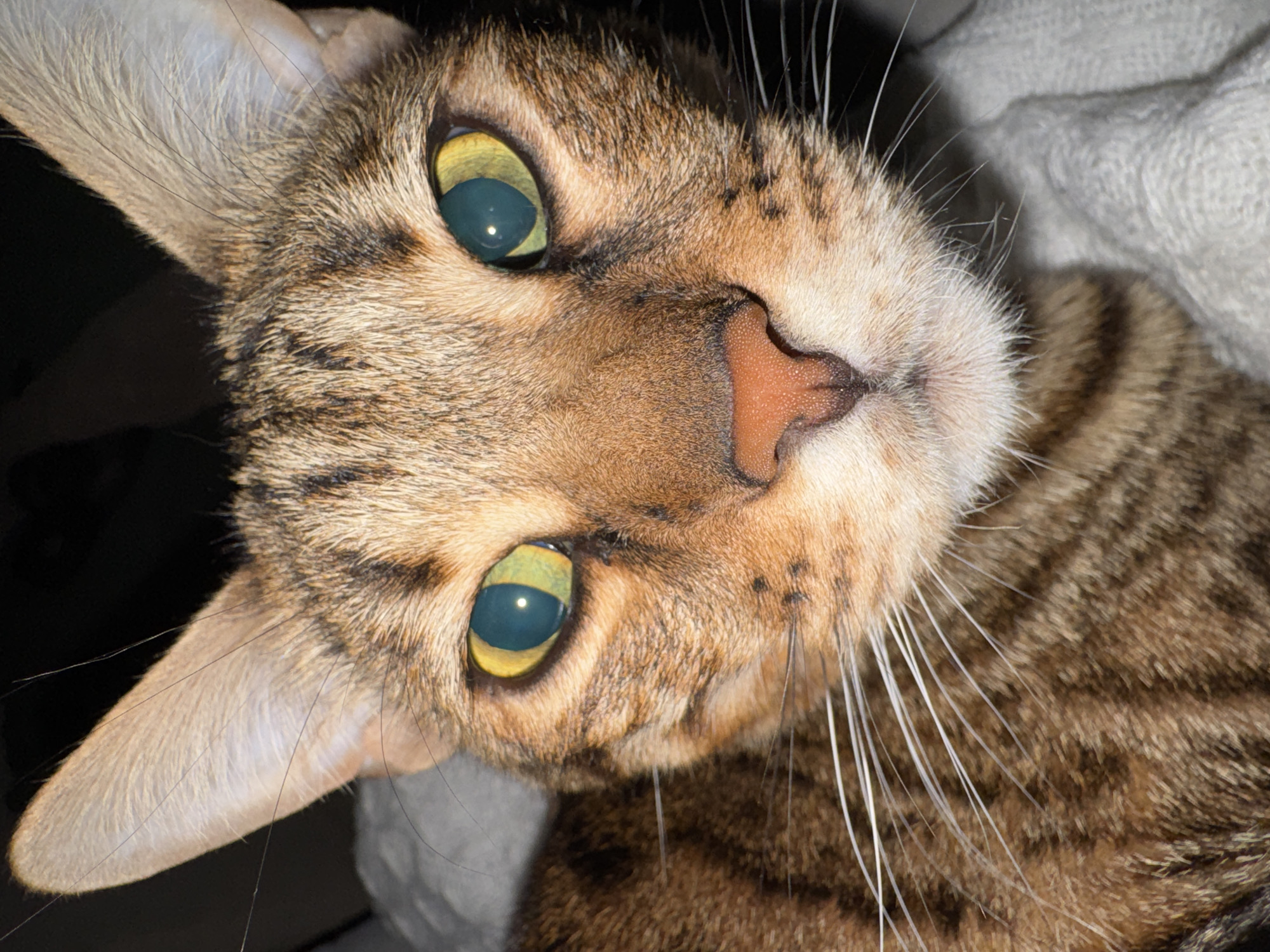 A close-up, frontal portrait shot captures the face of a domestic cat in Votkinsk, Russia. The cat possesses a short-haired, brown and tan tabby coat with distinct darker stripes. Its prominent features include large, erect, pointed ears with lighter inner fur, a pinkish-orange nose, and numerous long white whiskers fanning out from its muzzle. The cat's eyes are large and almond-shaped, exhibiting a striking teal-blue central iris that transitions to yellow at the periphery. Small, contracted black pupils reflect a bright, white light source. The cat's head is angled directly towards the viewer, with a portion of its striped body visible on the left. The background consists of a dark, indistinct area behind the cat's head and a light grey, textured fabric (possibly a blanket or towel) supporting the cat's lower face and body on the right and bottom left. No human subjects are visible.