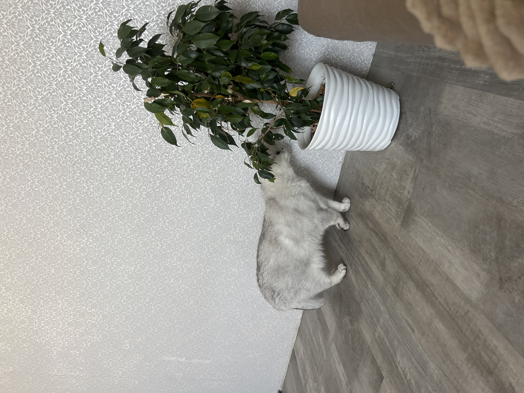 A light grey cat stands on grey wood-patterned flooring and faces towards a large, potted ficus tree. The cat is looking up at the leaves of the tree. The tree is in a white pot with a ridged texture. The wall behind the tree and cat is light grey with a floral pattern. The scene appears to be indoors.