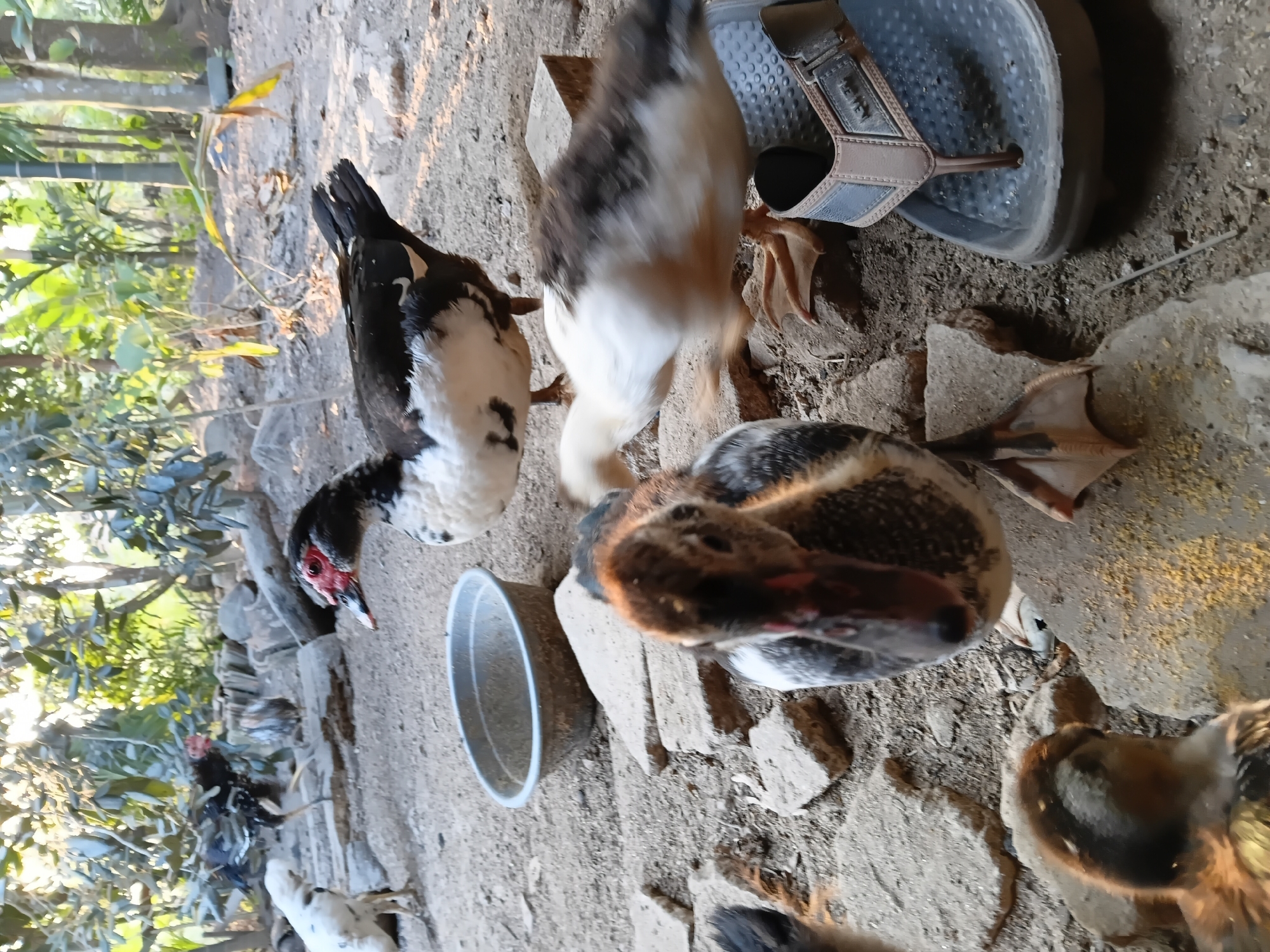 In Margo Rukun, Indonesia, a close-up shot captures a Muscovy duck with distinctive red facial caruncles, black and white plumage, and a partially open beak, positioned in the foreground. To its left, a duckling with brown and white down is looking forward, with its webbed feet visible. Behind the adult duck, another Muscovy duck with brown and white feathers is blurred in motion. In the background, several chickens are visible, including a black and white rooster. The scene unfolds on a dirt ground scattered with broken concrete pieces. A grey plastic bowl sits to the left of the adult duck. To the right, a pair of grey and tan flip-flops rests on the ground. The environment is outdoors, with foliage and trees in the background, suggesting a rural or semi-rural setting. The lighting indicates it is daytime, likely with sunlight filtering through the trees.
