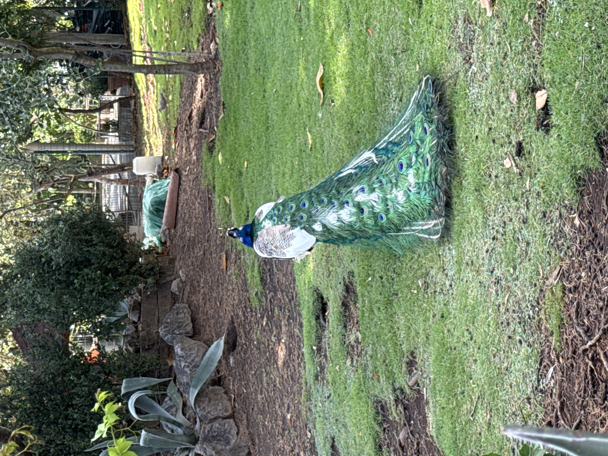 A peacock stands on a grassy area next to a dirt path. The peacock is facing left and its tail feathers are spread out, showing intricate patterns of blue and green. The feathers have iridescent "eyes" with blue centers. The peacock has a white body and a blue head with a crest. The setting appears to be an outdoor park or garden, with trees and foliage visible in the background. There are also some rocks and a hint of what looks like a green tarp or plastic sheeting in the far background. The grass is green and appears well-maintained, with some fallen leaves scattered on it. The lighting suggests it might be daytime, with some shadows indicating sunlight. There is no visible text in the image.
