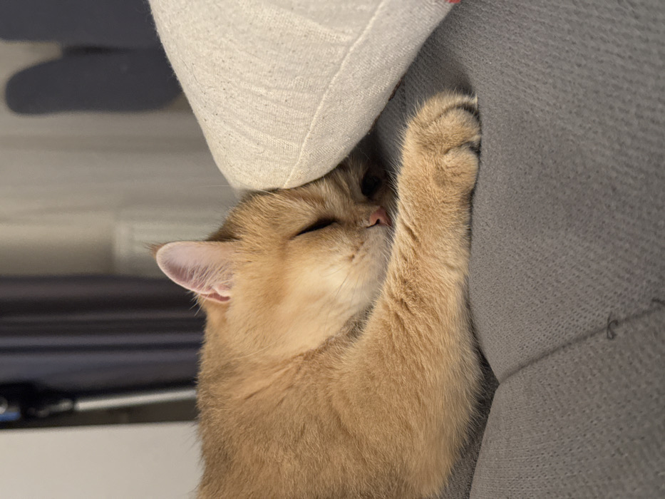 A golden cat sleeps soundly, nestled against a grey sofa and a neutral-toned cushion. Its eyes are closed, and one paw rests on the side of the sofa. The cat's fur is soft and golden. The cushion is placed above the cat's head, appearing to act as a pillow. A small ear protrudes from behind the cushion. A dark blur is visible on the left side of the image.