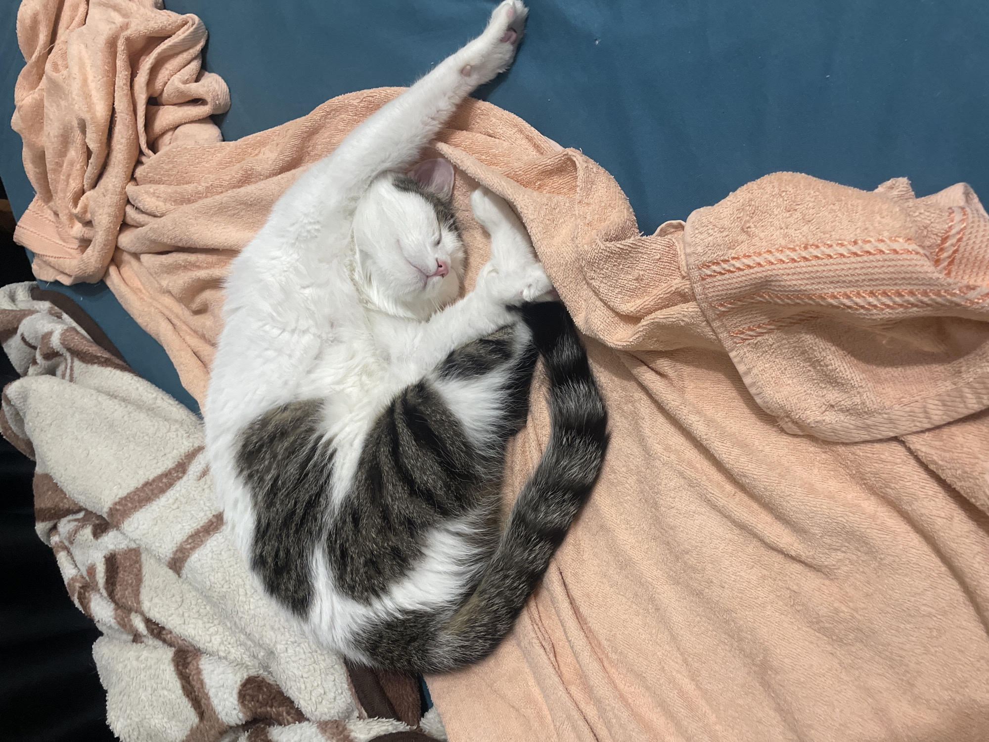 An overhead shot captures a domestic cat sound asleep, nestled amidst soft textiles. The cat, predominantly white with distinctive grey and brown tabby markings on its back, head, and bushy tail, is curled up in a relaxed posture. Its eyes are closed, and a small pink nose is visible, indicating deep slumber. One front paw is playfully stretched upwards, revealing delicate pink paw pads.
The feline rests primarily on a wrinkled, light peach-colored towel, which is draped over a blue or teal-colored fabric surface, likely a bed sheet or couch cover. To the bottom left, part of another soft blanket or towel with a white and brown geometric pattern is visible, adding to the cozy, layered arrangement. The scene suggests a peaceful moment, with the cat appearing utterly comfortable and content in its sleeping spot. There are no visible signs of human presence or activity, and no text is present in the image. The overall impression is one of domestic tranquility.