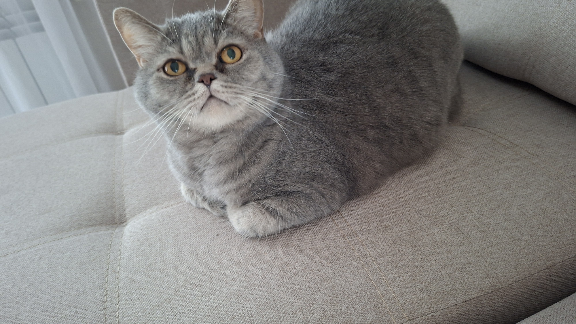A gray cat with yellow eyes sits on a beige sofa. The cat is facing forward, with its paws tucked underneath its body. A window with white curtains is in the background. The location is Chaikovsky, Russia.