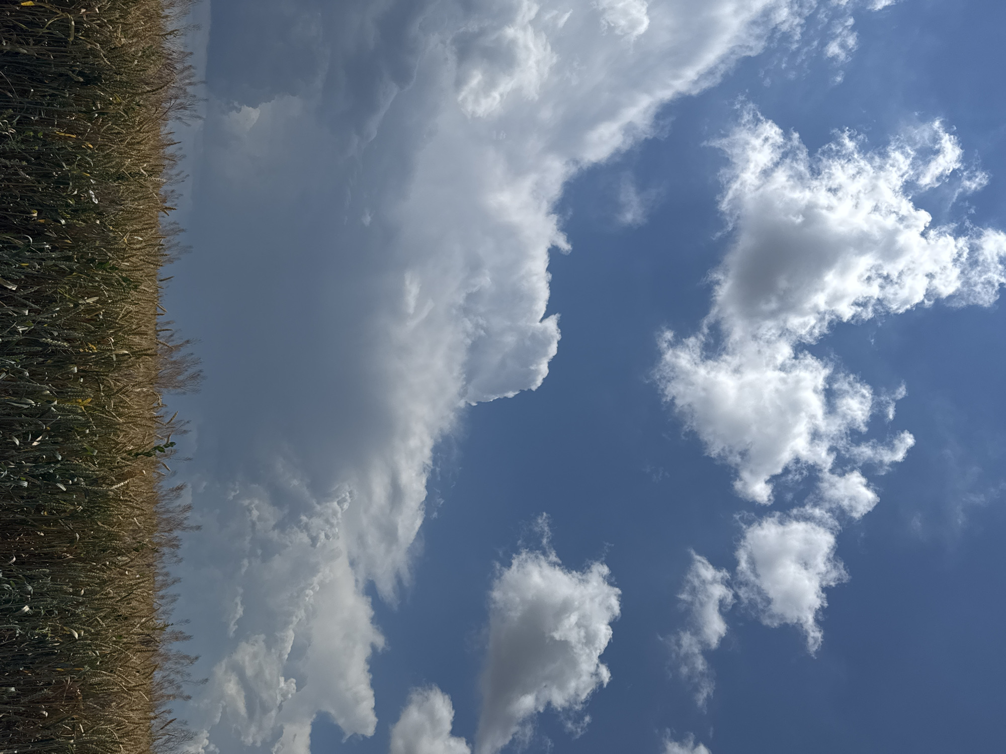 This media file captures a landscape dominated by a field of wheat and a dynamic sky. On the left side, a dense field of ripe wheat, with stalks exhibiting shades of golden brown and green, stretches towards the horizon. The wheat appears ready for harvest, suggesting a late summer or early autumn setting.
The right side of the image is a vast expanse of blue sky, filled with a variety of clouds. Puffy, white cumulus clouds are scattered across the sky, indicating fair weather, while larger, more ominous gray clouds are also present, hinting at possible changing conditions or distant storm formations. The contrast between the earthy tones of the wheat field and the vibrant blue of the sky creates a visually striking composition.
The orientation of the image is landscape. The lighting suggests it is daytime, likely late morning or early afternoon, given the brightness and the angle of the sun. The scene evokes a sense of rural tranquility and the abundance of nature. There are no people or discernible objects other than the natural elements of the wheat field and the sky. The location context of Verkhnedubovskii, Russia, further reinforces the imagery of agricultural landscapes and open skies typical of such regions. There is no visible text in the image.