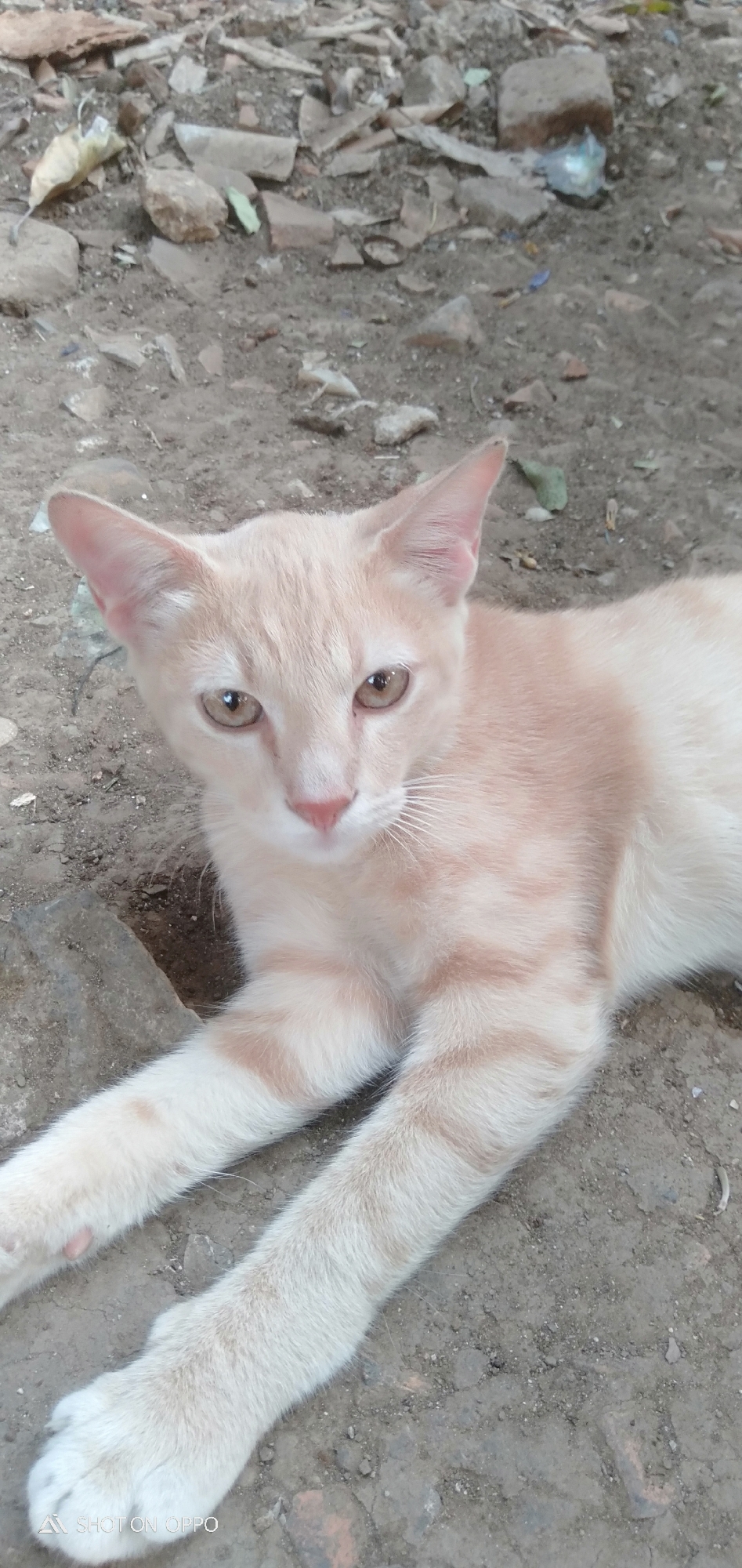 A light orange tabby cat with yellow eyes is lying on a dirt surface littered with rocks and debris. The cat is looking towards the camera. The background consists of more rocks and dirt. The image is tagged with "SHOT ON OPPO". The scene appears to be outdoors in a possibly undeveloped or neglected area.