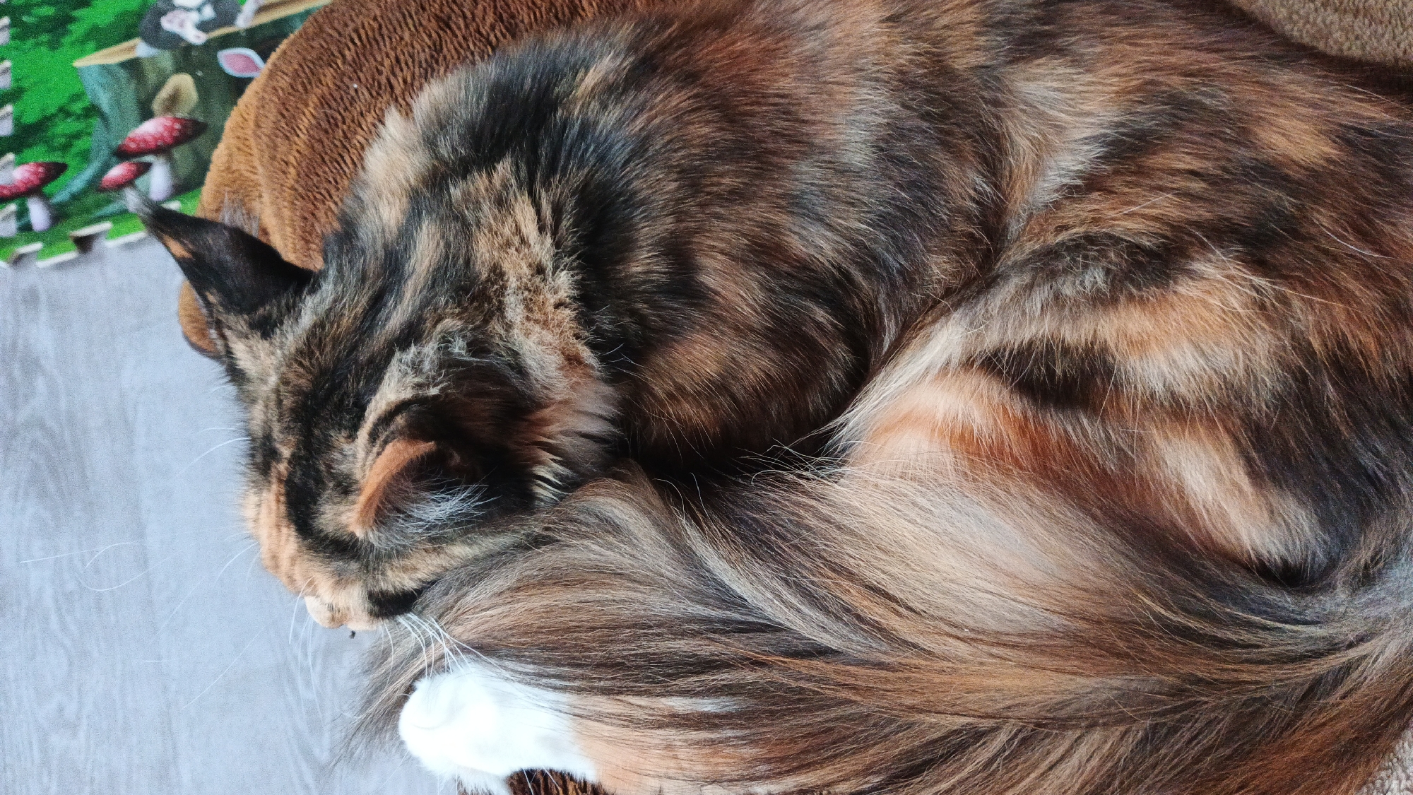 A tortoiseshell cat with long fur is curled up asleep on a brown cushion. The cat's fur is a mix of black, brown, and orange. Its tail is wrapped around its body. A colorful mat with a mushroom design is visible behind the cat. The floor is a light gray laminate. There is no discernible indication of the image being located in Kryvyi Rih, Ukraine.
