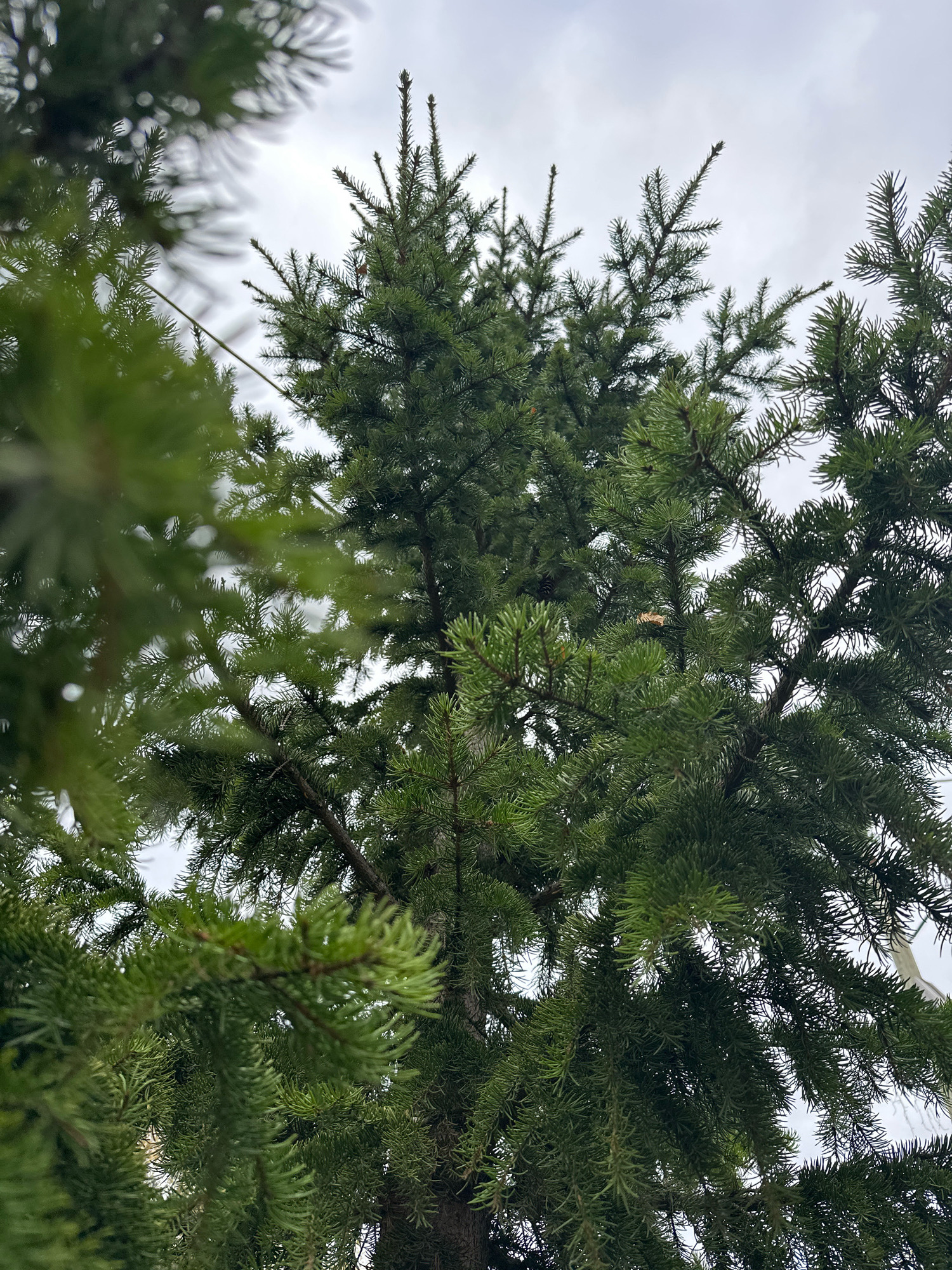 The image displays a close-up view of evergreen trees, likely spruce or fir, with lush green needles against an overcast sky. The branches are dense, with some appearing out of focus in the foreground on the left side of the frame. A thin, light-colored string or wire is visible diagonally across the upper portion of the image, running between branches. In the center of the frame, a small, light brown object, possibly a dried leaf or insect, is caught on a needle. The scene appears to be outdoors, with no people or specific urban features of Zverosovkhoz, Russia, discernible within the frame.
