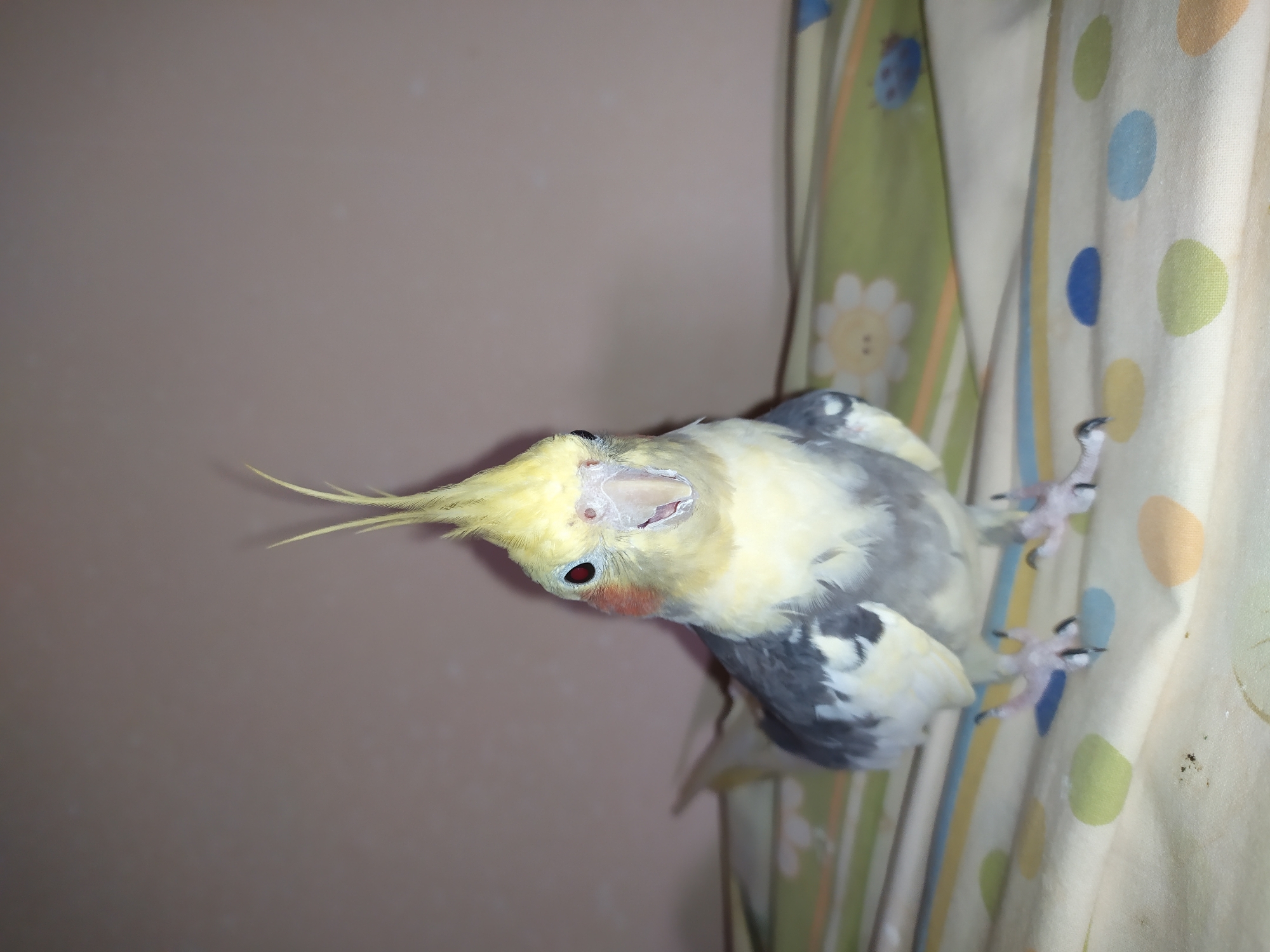 A cockatiel, with yellow crest and cheeks, gray wings, and white chest, stands on a patterned surface. The bird is facing the camera with its mouth slightly open. The background is a plain, light pink wall. The patterned surface beneath the bird features circles of various colors, including yellow, green, orange, and blue, and a green striped pattern with floral and ladybug motifs. The image does not provide information about the city of Bilajari, Azerbaijan.