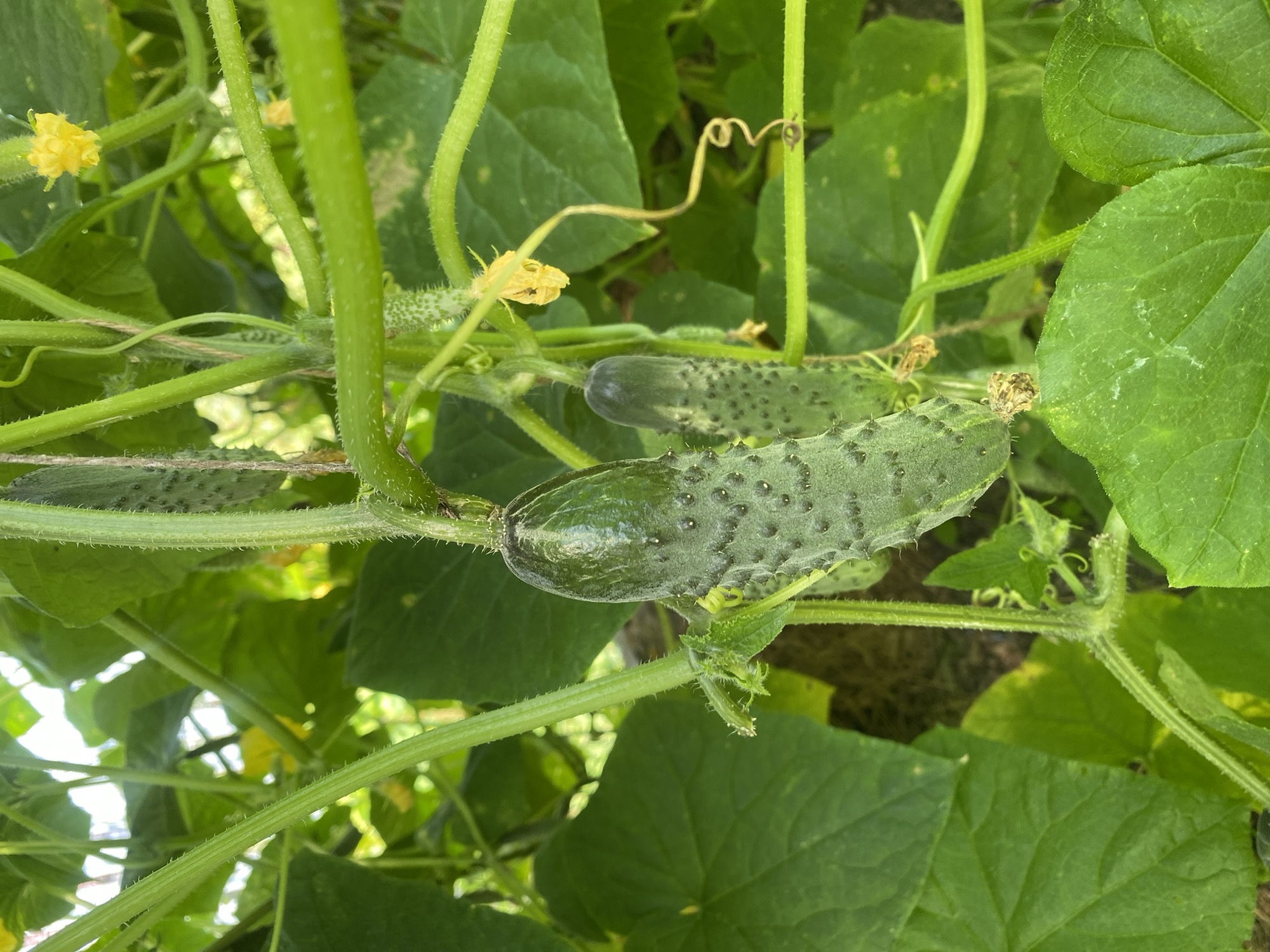 In Tret'ya Pad', Russia, a close-up shot captures the detail of a cucumber plant growing outdoors. The focus is on several immature cucumbers, with one prominent specimen in the foreground. This cucumber is green, elongated, and covered in small, prickly bumps. It hangs from a vine amidst lush green leaves and tendrils. Yellow cucumber flowers are also visible, adding a splash of color to the scene. The environment appears to be a garden or allotment, with natural light suggesting daytime. There are no people or animals present in the image.
