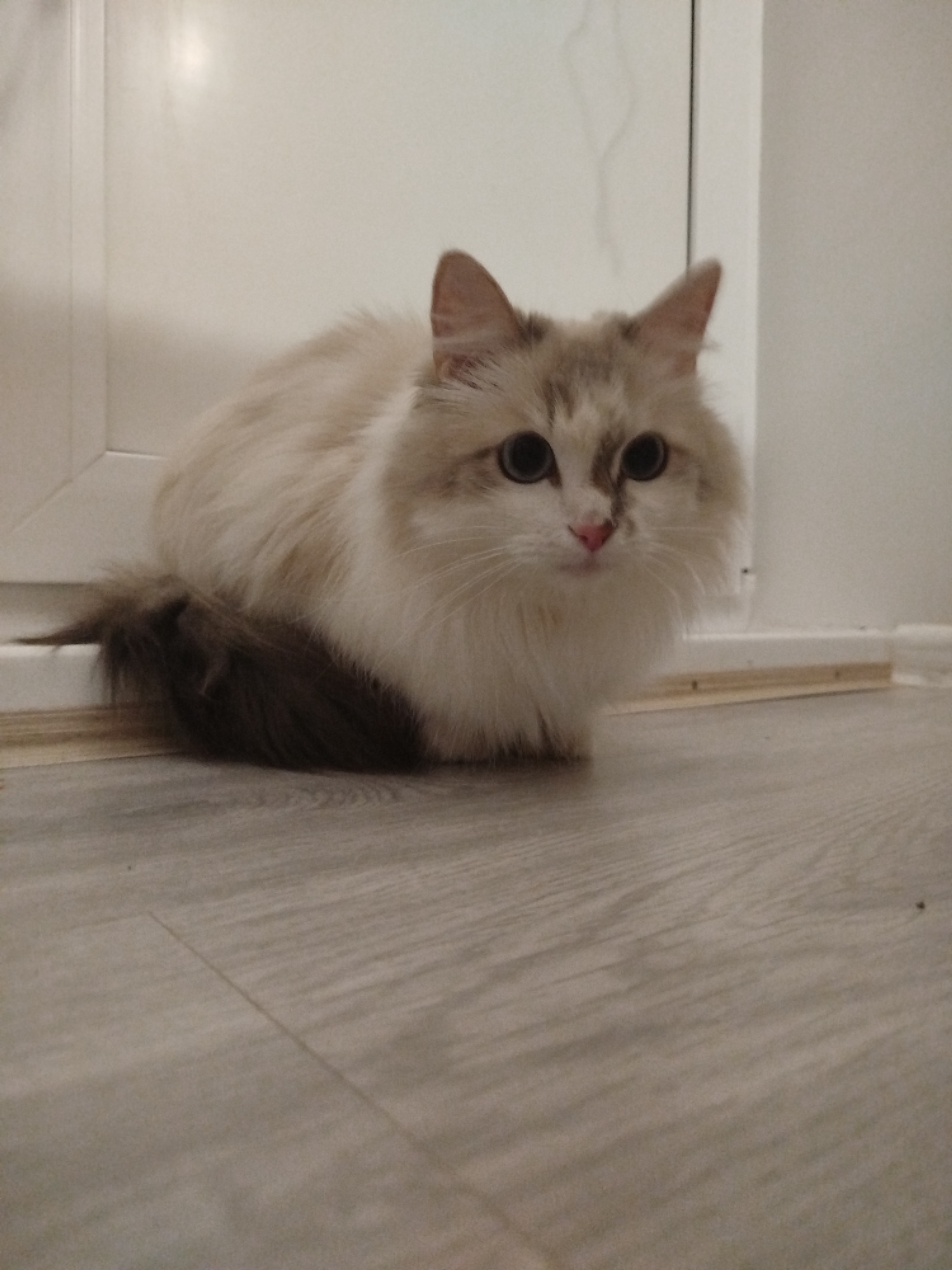 A medium-length shot depicts a fluffy, cream-colored cat with dark brown accents around its face and on its tail, resting on a light grey wood-grain floor. The cat's eyes are blue. The cat is positioned near a white baseboard and a white door. The location is in Unknown, Unknown.