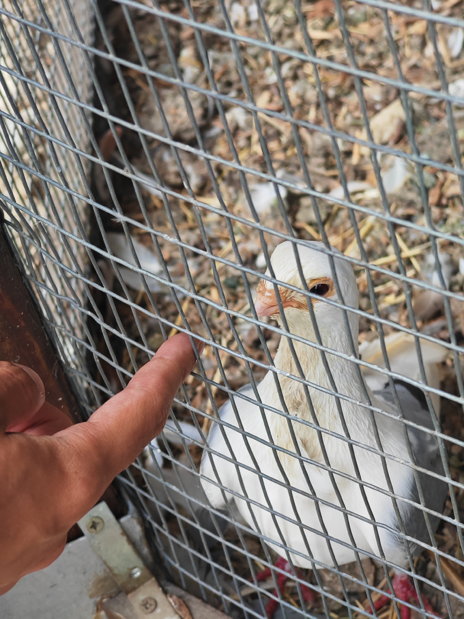 A white pigeon with a light grey wing is enclosed in a wire cage. A human finger is pointing towards the cage. The background inside the cage consists of twigs, leaves, and white feathers. The location is likely in Shumen, Bulgaria.