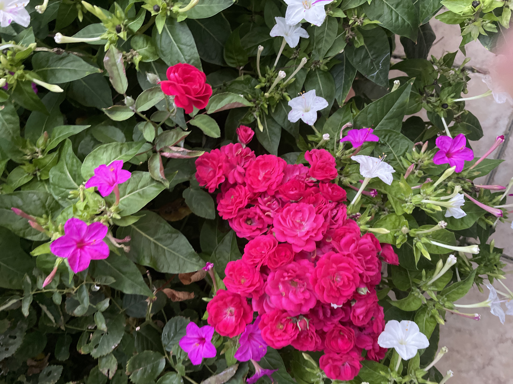 The image displays a close-up view of a cluster of vibrantly colored flowers, predominantly in shades of fuchsia and magenta, with a few white and a single red bloom interspersed. The flowers are lush and plentiful, creating a dense floral display against a backdrop of dark green leaves. Some of the flowers are fully open, revealing their delicate petals, while others are still in bud or partially closed. The overall impression is one of natural beauty and abundance. The image does not contain any people, actions, or interactions. The environment appears to be an outdoor setting, possibly a garden or a planter box, given the rich foliage and variety of flowers. The context provided about Kadıköy, Turkey, does not appear in the image itself, as there are no discernible landmarks or elements that would specifically place the scene in that location.