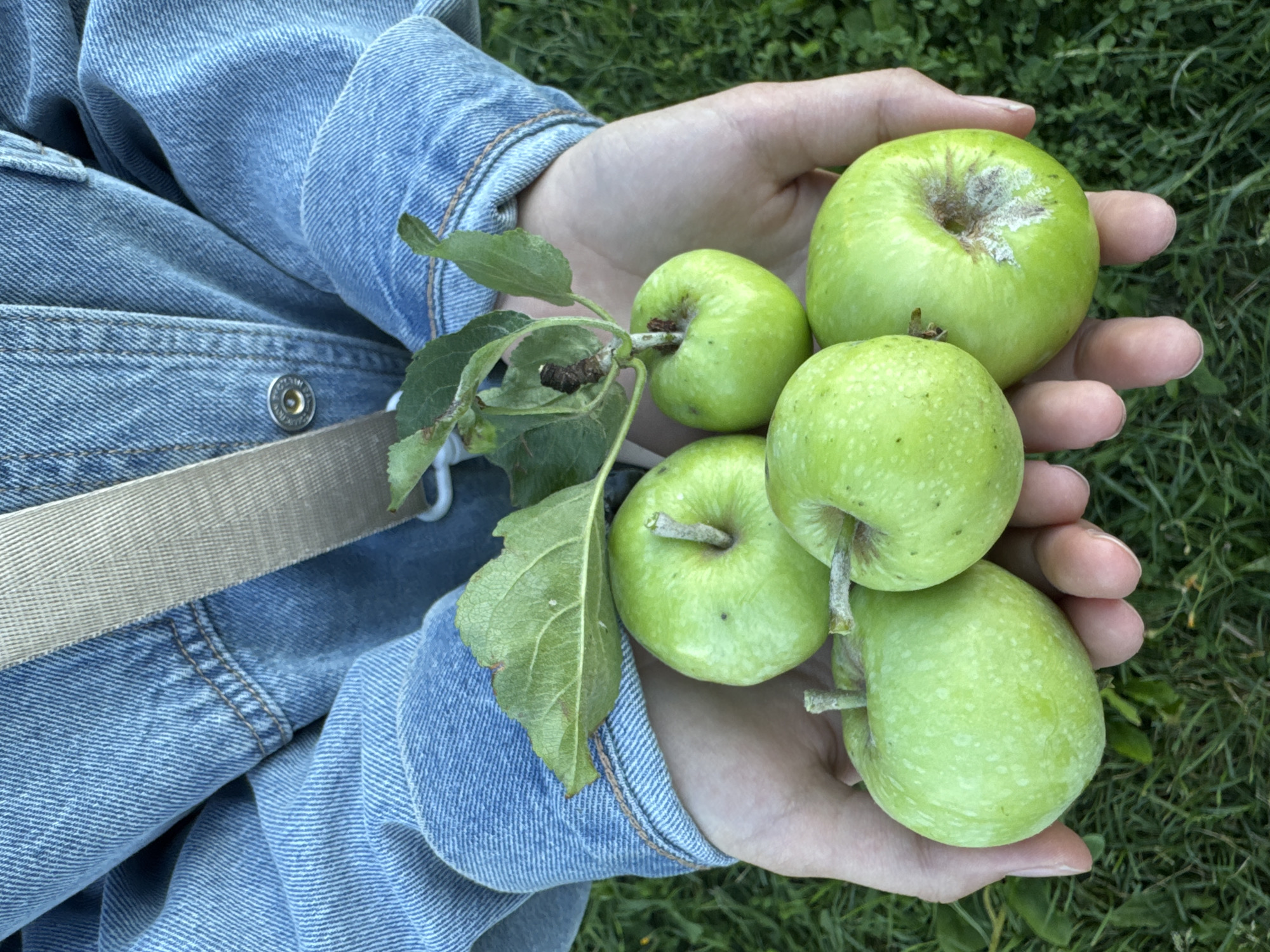 A pair of hands, adorned with a light blue denim jacket and a tan strap across the chest, hold five unripe green apples. The apples, some with small leaves and a twig still attached, are clustered together in the palms. The background is a blur of green grass. The image is taken from a slightly high angle, looking down at the apples. There is no information about the location in Kudrovo, Russia.
