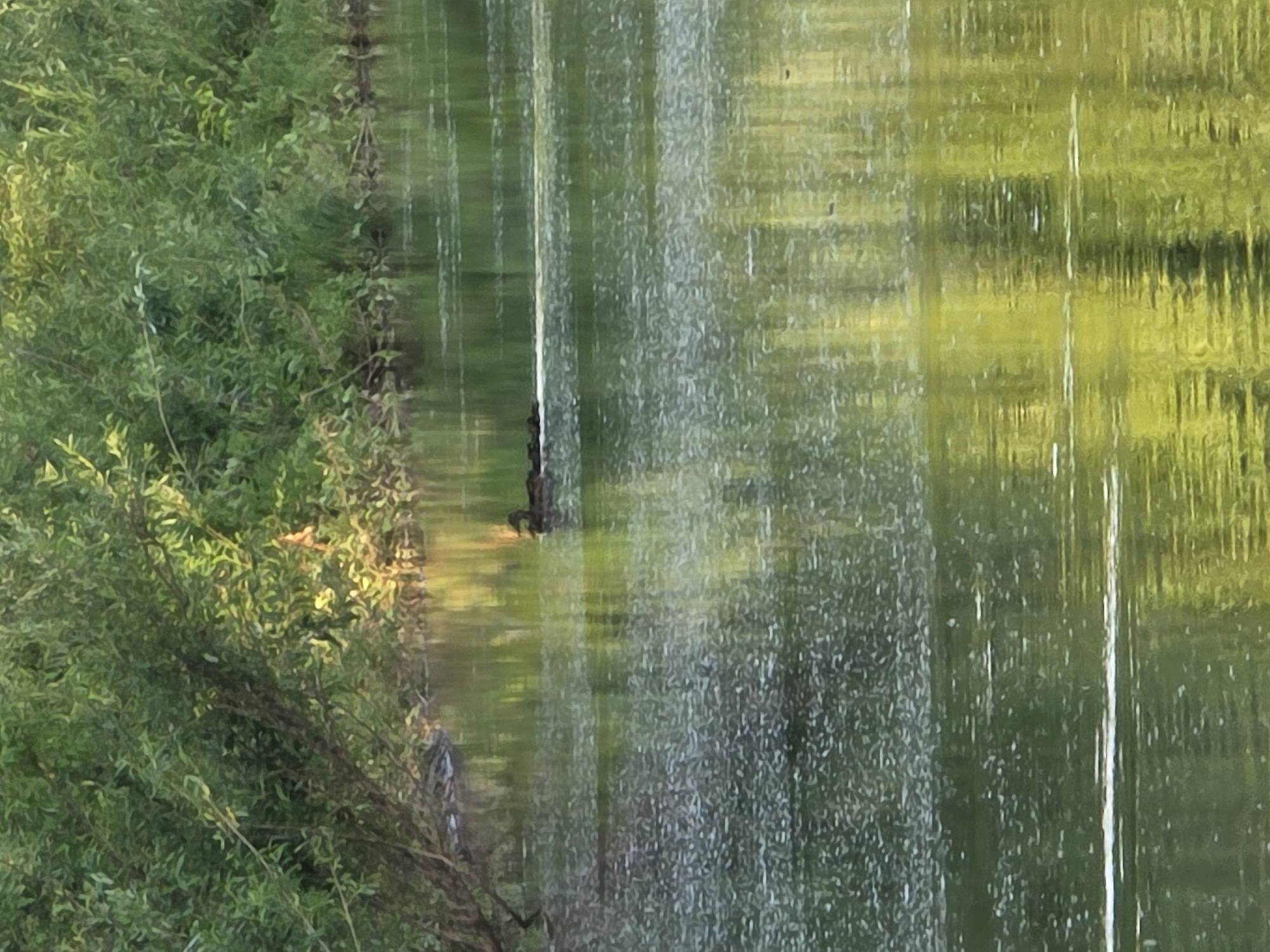 A single dark duck swims in the middle of a calm body of water, its reflection rippling on the surface. The water is partially covered in a light-colored, foamy material. Lush green trees with dense foliage line the left bank of the water, with branches reaching out over the water's edge. The right side of the water reflects the green trees and hints of sunlight. The scene appears to be a natural outdoor setting, likely in a park or rural area. There is no indication of Togashevo, Russia in the image.