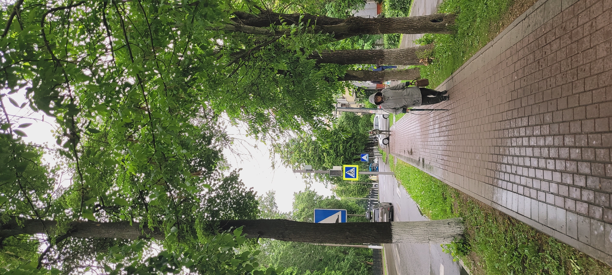 An eye-level long shot, presented in landscape orientation, reveals a brick-paved sidewalk extending into the distance, where a pedestrian is seen walking with the aid of a cane. The path is flanked by rows of trees, their foliage forming a canopy above, and the bases of some trees are painted white. Adjacent to the sidewalk is a road on which vehicles, including cars, are moving. Street signs are visible beside the road. A building is seen in the distance. The scene is set in the city of Unknown, Unknown.