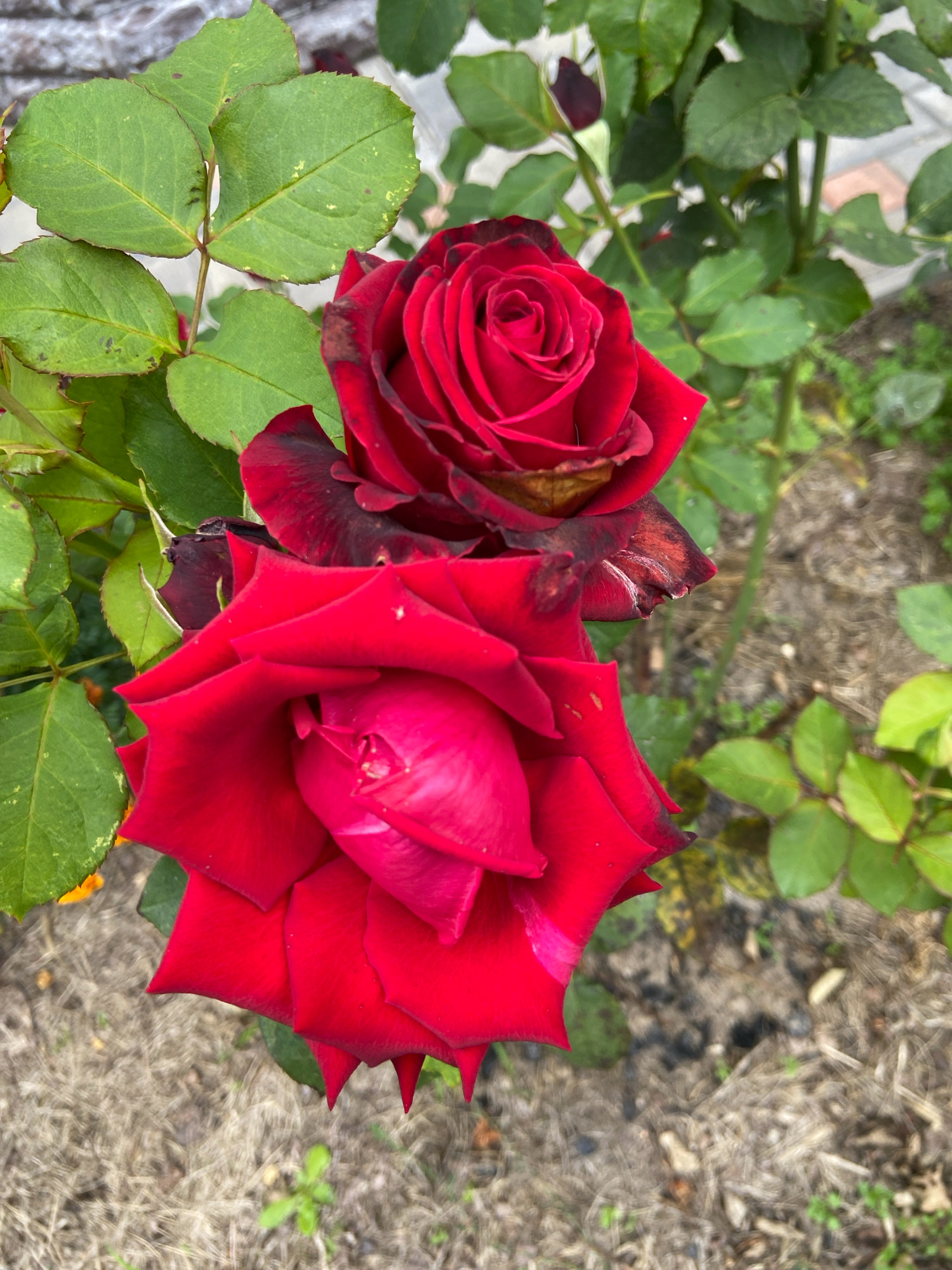 Two vibrant red roses, one slightly above and behind the other, are the central focus of this outdoor scene. The roses exhibit deep red petals, with the upper rose showing hints of darker, almost black, coloration towards the tips and edges of its outer petals. The lower rose is fully bloomed and appears more uniformly red. Both roses are surrounded by lush green leaves, some of which show slight yellowing or spotting. The background consists of dry, textured ground cover, likely mulch or dried grass, with scattered green plants. The overall environment suggests a garden setting. The location is noted as Зимородок Днп, Russia. There are no people or discernible actions depicted in the image.
