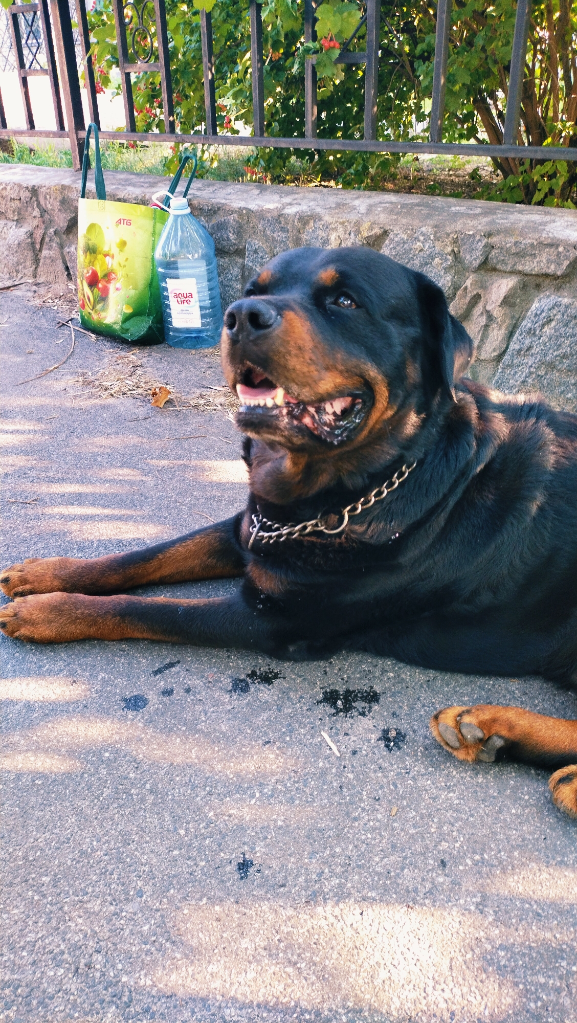 A Rottweiler dog is lying on asphalt pavement in front of a low stone wall. The dog is black and tan with a silver chain collar. Behind the dog and to the left are two large plastic bottles, one filled with water and the other a shopping bag. A black metal fence with green foliage and red berries is visible in the background. The scene appears to be outdoors, likely in a residential area of Horishni Plavni, Ukraine, given the presence of the ATB shopping bag, a common Ukrainian supermarket chain.
