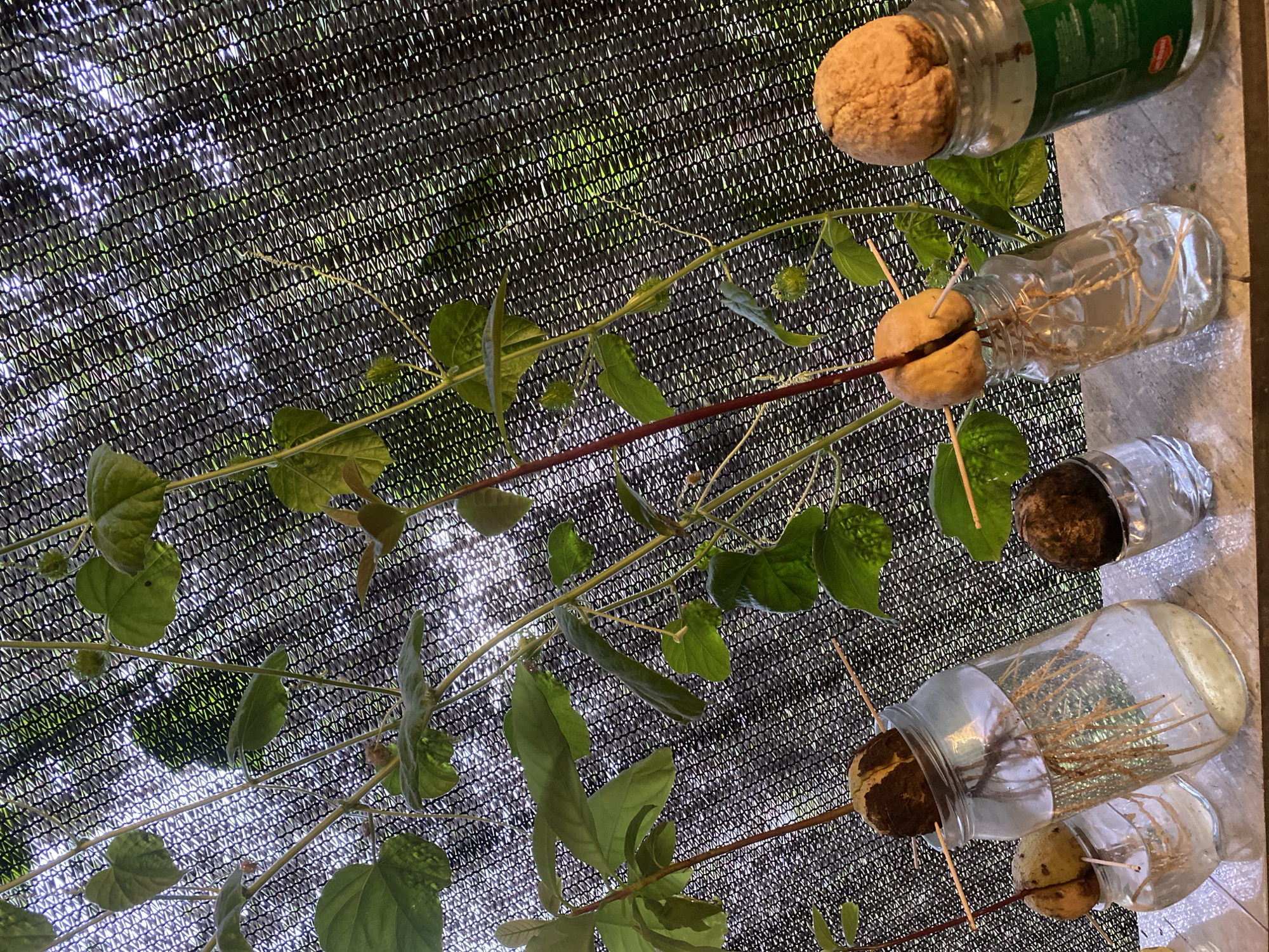 The image depicts an outdoor scene on a countertop, likely in Kuta Selatan, Indonesia, where several avocado seeds are sprouting in glass jars filled with water. The avocado seeds are suspended with toothpicks, and their roots are visible submerged in the water. Lush green plants with long vines and leaves are growing upwards, reaching towards a black mesh screen in the background. The screen allows diffused sunlight to filter through, creating dappled lighting on the plants and the surrounding area. The scene conveys a sense of growth and nature, possibly a home garden or a small nursery.