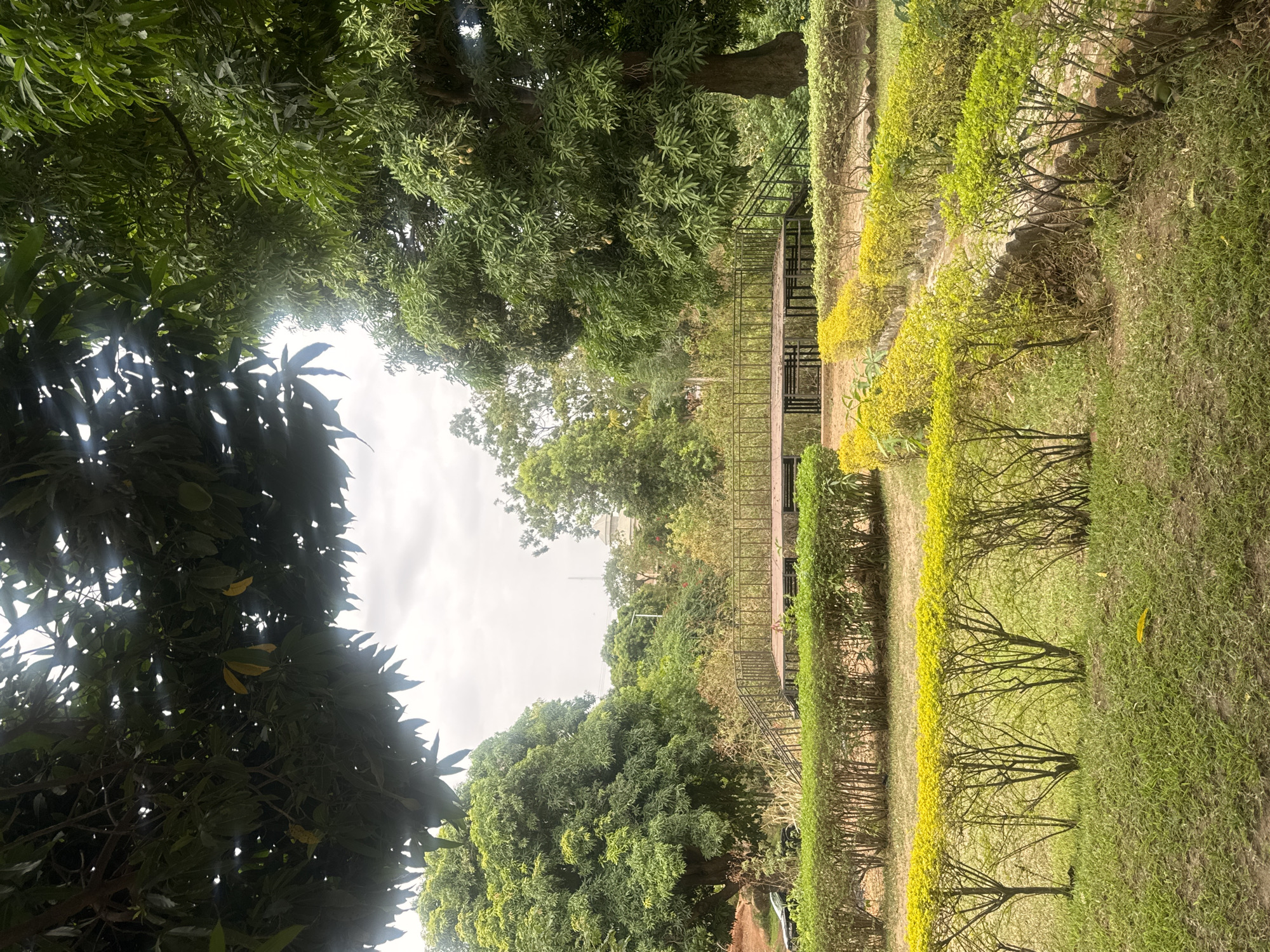 The image captures a serene outdoor landscape, likely a park or garden, under an overcast or hazy sky during daytime. The scene is rich with lush green vegetation and structured garden elements.
In the foreground, a vibrant stretch of short-cut green grass dominates the lower part of the frame. Moving towards the mid-ground, multiple horizontal rows of neatly trimmed bushes and hedges are visible. The closest rows feature smaller shrubs with light green and yellowish-green foliage, some showing bare branch structures, suggesting meticulous maintenance. Further back, denser, darker green hedges define pathways or borders within the garden.
Centrally positioned, a raised structure, possibly a wooden or concrete platform or bridge, spans across the landscape. It is equipped with black metal railings and a set of stairs leading up to it, implying a designated walking path or viewing point. To the left of this structure, a large, mature tree with a thick trunk and a dense canopy of green leaves stands prominently. Its foliage displays various shades of green, with some leaves appearing brighter under the diffused light.
The background is filled with a variety of trees and dense vegetation, extending into the distance and contributing to the overall verdant scenery. The sky is bright but covered with clouds, indicating diffused light rather than direct sunlight, although some bright spots suggest the sun's position. No individuals or specific activities are depicted, emphasizing the tranquil and natural ambiance of the landscape. There is no visible text. The abundant greenery and tropical aesthetic align with the given location context of Jos, Nigeria.