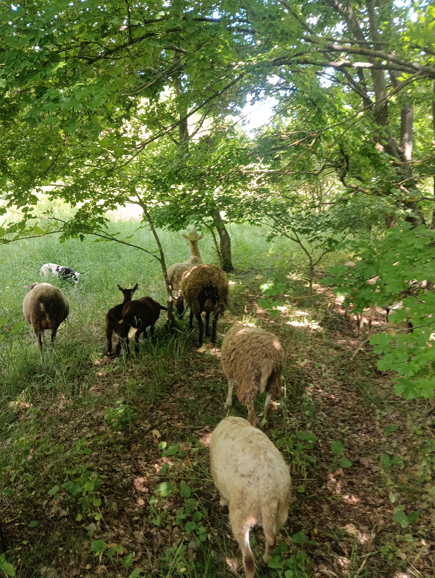 In an outdoor scene, a herd of sheep and goats graze in a sun-dappled forest. The animals are scattered across the grassy undergrowth, some grazing while others stand or walk. Several sheep, distinguished by their woolly coats, are visible from behind, facing away from the viewer. Among them, a few goats, one dark brown and one a lighter brown, are also present. In the background, a black and white goat lies down in the grass. The forest floor is covered in fallen leaves and scattered green foliage. The image is captured from a slightly elevated perspective, looking down into the scene. The overall impression is one of a peaceful rural or pastoral setting within a wooded area.
