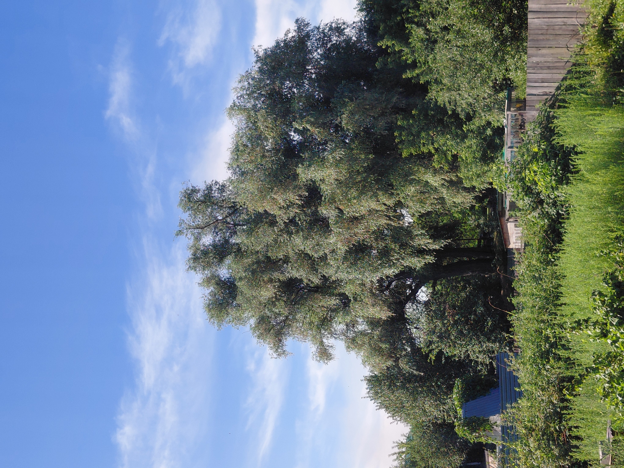 The image depicts a lush green landscape under a bright blue sky with wispy white clouds. In the foreground, there is abundant vegetation, including tall grasses and bushes. A rustic wooden fence runs along the right side of the image, separating the cultivated area from what appears to be a more wild or overgrown section.
Dominating the mid-ground is a large, mature tree with a broad canopy of dense, light-green foliage. To the left of this large tree, several smaller trees and bushes create a dense green backdrop. Behind these trees, glimpses of structures can be seen, including a sloped, corrugated metal roof, possibly part of a small shed or outbuilding. Further back, a series of transparent enclosures, perhaps greenhouses or cold frames, are visible, separated by a weathered wooden fence. The scene suggests a rural or semi-rural setting, consistent with a dacha or garden plot in the outskirts of a city.
Given the context of Novosibirsk, Russia, this scene likely represents a garden or allotment area, common in the suburban and peri-urban regions of the city. These areas are often used for growing produce and as recreational spaces during the warmer months. The overall impression is one of natural abundance and a tranquil, sunny day. No people are visible in the frame.