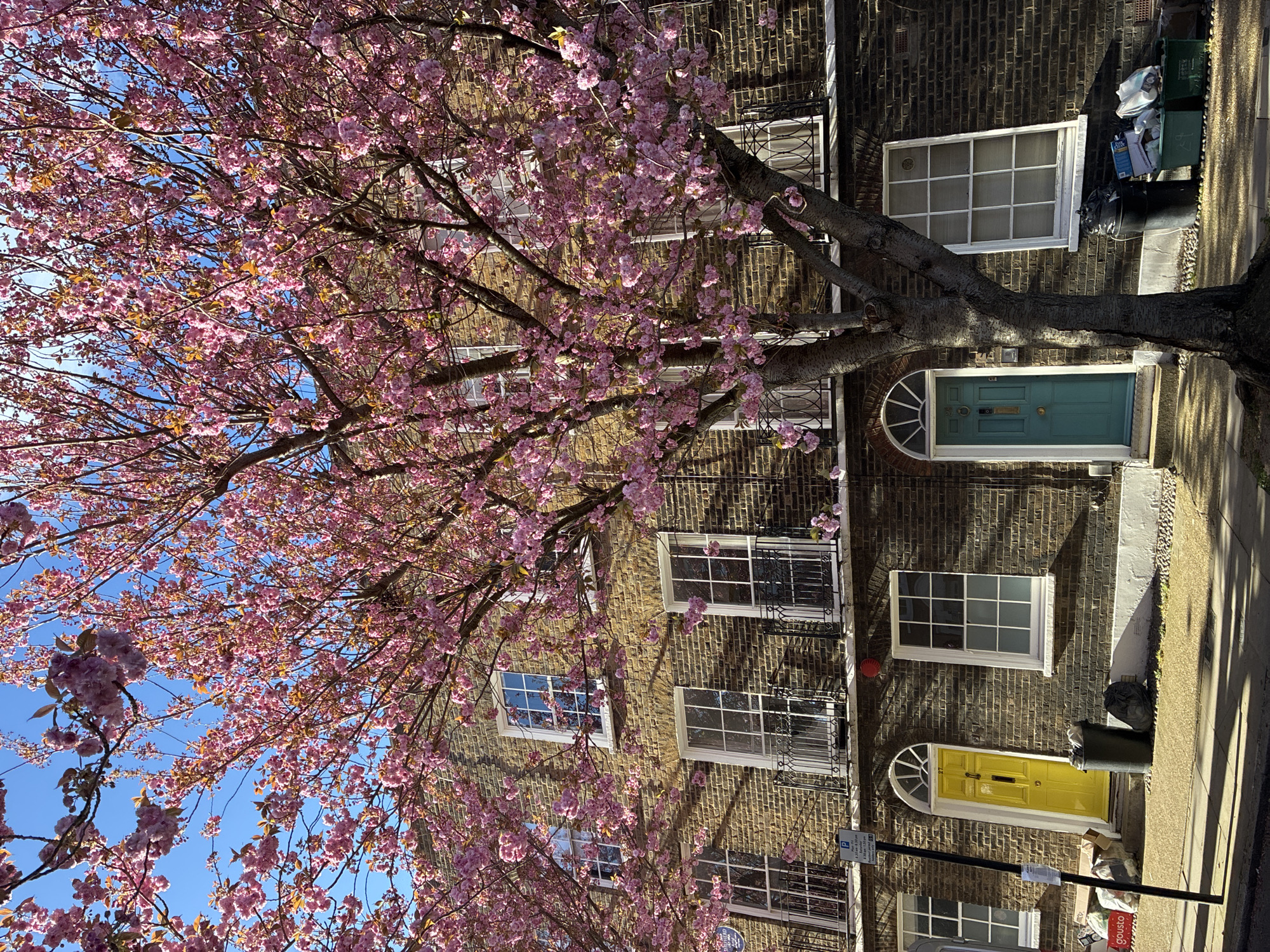 A low-angle shot of a brick building behind a tree with vibrant pink flowers in full bloom under a bright blue sky, with a focus on the building's exterior details. The building features rows of white-framed windows, with some having decorative iron bars outside. Two doors are visible, one painted teal and the other yellow, both with arched windows above them. A green trash receptacle is adjacent to the teal door. A black pole with a parking sign is close to the yellow door. The building is made of dark brown bricks. Sunlight creates shadows and highlights across the brick facade. The tree's branches, laden with pink flowers, partially obscure the building. The background reveals a clear, blue sky. The location is likely in London, United Kingdom, given the architectural style.
