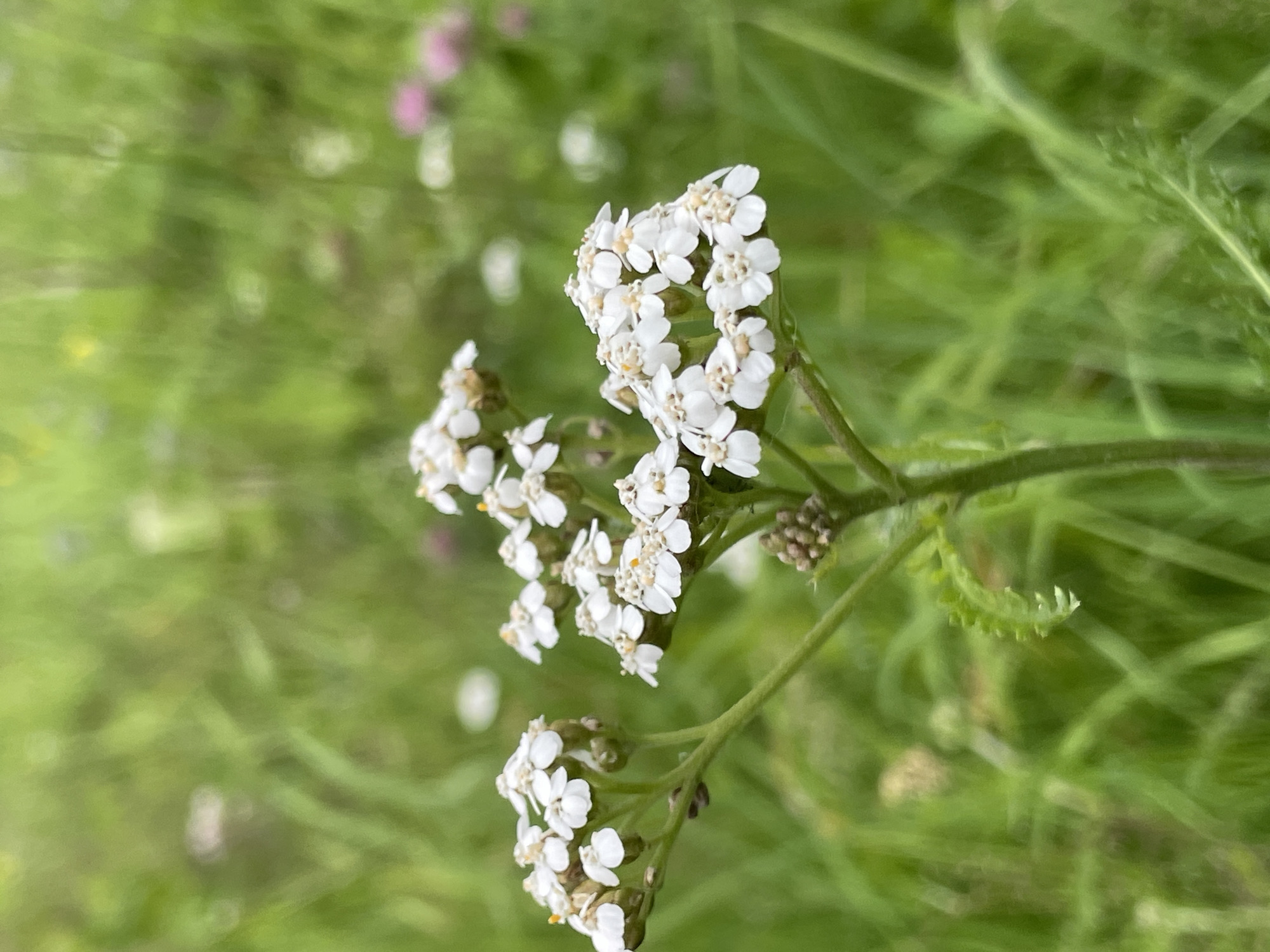 A close-up, vertical, eye-level shot showcases a cluster of small white flowers, likely yarrow, with delicate yellow centers. The flowers are in sharp focus against a softly blurred background of green grass and other indistinct wildflowers. The environment suggests a natural outdoor setting, possibly a meadow or field in the countryside near Solov'evka, Russia. There are no people or animals visible in the image, and no apparent actions are taking place. The scene is peaceful and natural.
