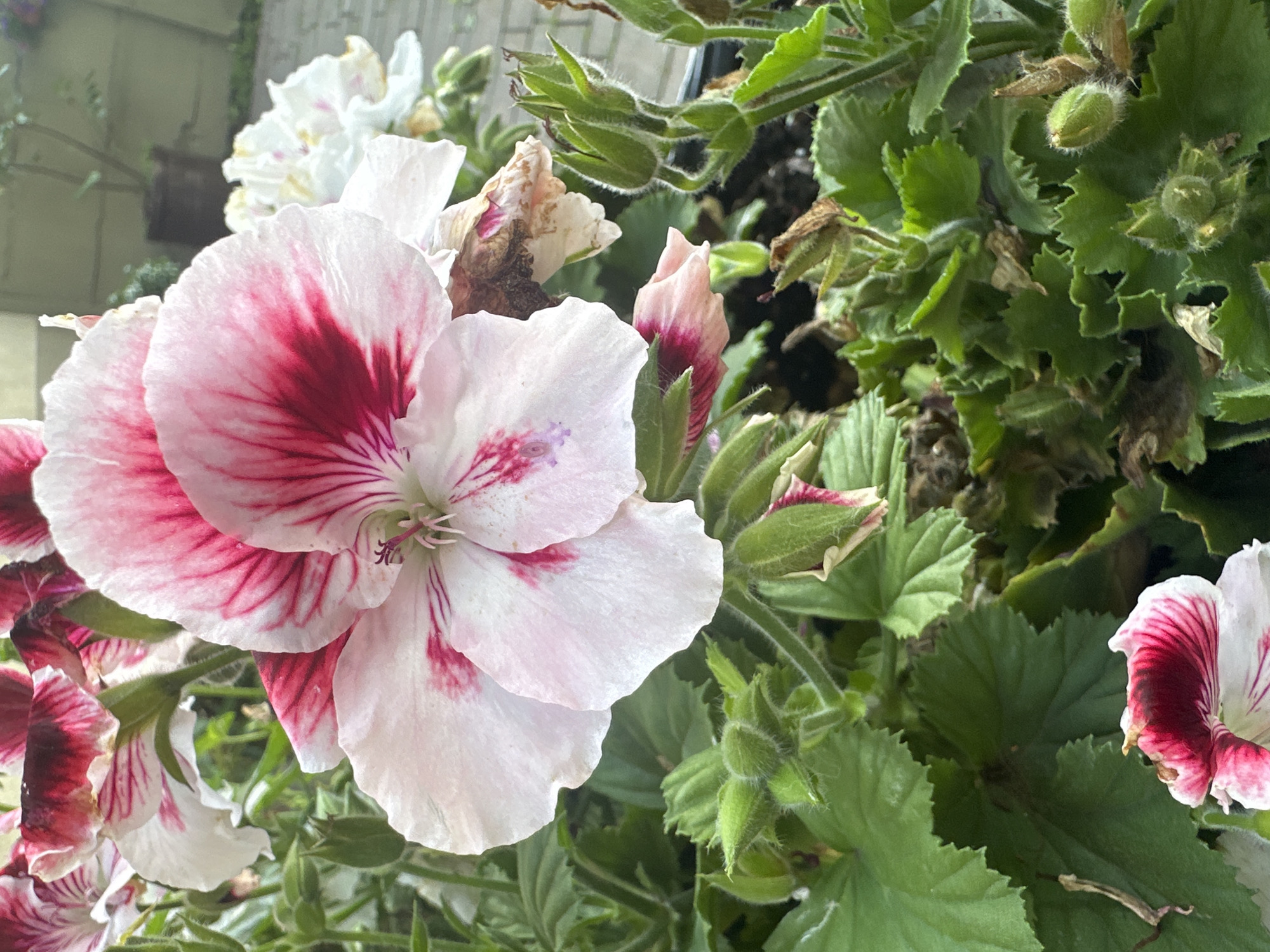 This media file shows a close-up view of several blooming geranium flowers. The flowers are predominantly white with vibrant pink or dark red markings radiating from the center. Some of the flowers are fully open, revealing delicate petals and stamen, while others are still in bud form, showing hints of the color to come. Lush green foliage surrounds the flowers, with some leaves exhibiting serrated edges. In the background, hints of a fence or wall and possibly another potted plant can be discerned, suggesting an outdoor setting such as a garden or balcony. There are also a few dried or wilting parts on some of the flowers and leaves, indicating that the plants are in bloom and possibly past their peak. The lighting suggests it is daytime, with natural light illuminating the scene. No people or text are visible. The location context is Łódź, Poland.