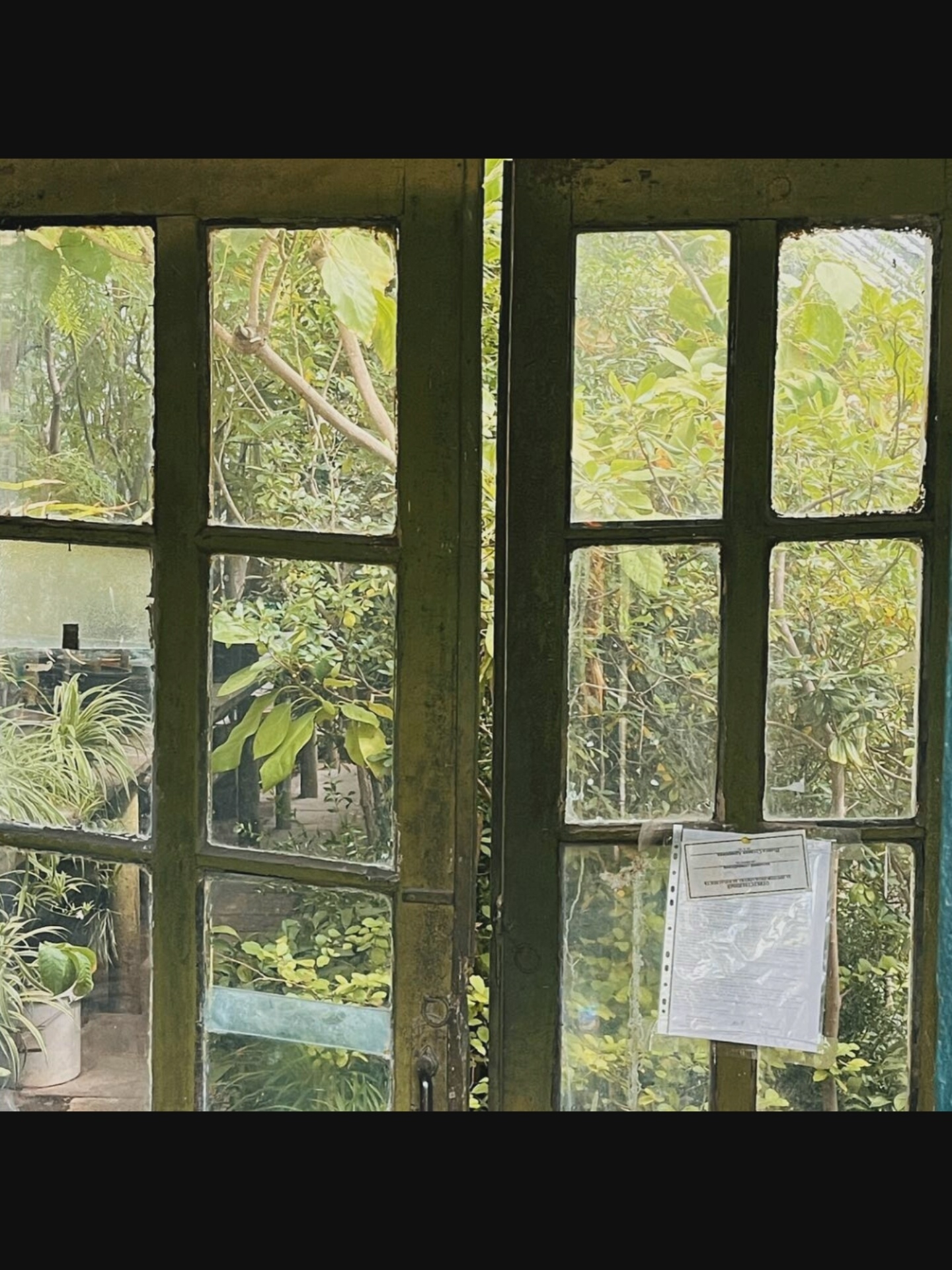 The image shows a rustic, weathered green wooden door with multiple glass panes, set against a backdrop of lush greenery. The door is divided vertically into two sections, each with two panes of glass stacked. The panes are somewhat grimy and reflect the surrounding foliage.
On the left side of the door, in the lower pane, a light-colored pot containing a leafy green plant is visible. In the upper pane, branches and leaves of various trees and plants can be seen.
The right side of the door features two panes of glass. In the upper pane, more dense green foliage is visible. In the lower pane, a white document, encased in clear plastic, is taped to the glass. The document appears to have printed text. A simple metal door handle is also visible on the right section of the door. The overall impression is of a greenhouse or a sunroom, or a door leading into a verdant garden.
The image does not provide any specific visual cues that would allow for its location to be determined within the city of Saint-Août, France.
