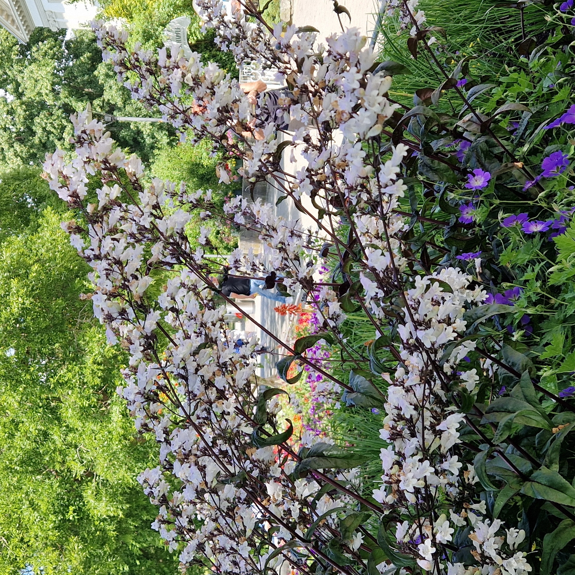 This media file depicts a vibrant garden scene with a focus on flowering plants. Tall, slender stalks with numerous small, white, bell-shaped flowers dominate the foreground, appearing in clusters along the stems. These are interspersed with dark green, elongated leaves. To the right of these prominent white flowers, there are patches of bright purple flowers, possibly geraniums, peeking through the greenery.
In the background, lush green trees create a soft backdrop. A pathway or walkway is visible behind the flowers, and a few people are present. One individual is sitting on what appears to be a bench or low wall, facing away from the camera. Another person is partially visible further down the path. The overall setting seems to be an outdoor garden or park.
The lighting suggests it is daytime, likely a bright day given the vibrancy of the colors and the clear visibility. There are no strong indications of specific weather conditions, but the lush foliage implies favorable growing conditions. The presence of people enjoying the garden suggests a peaceful and leisurely atmosphere.
There is faint, partially visible text on a white structure in the background, possibly a monument or sign, but it is illegible in this media file. The scene is characterized by natural beauty, with the delicate white blossoms and contrasting purple flowers offering a visually appealing display.