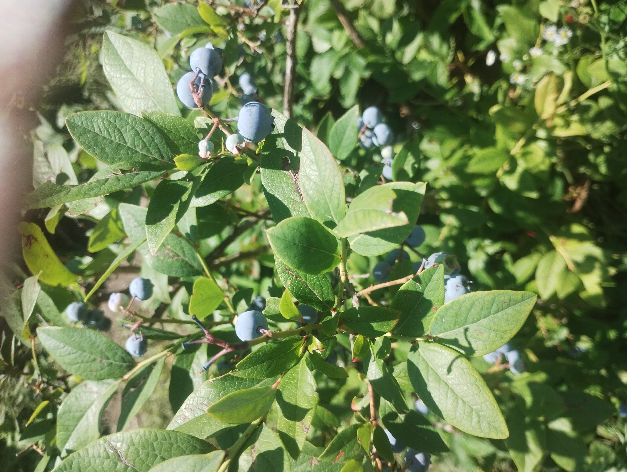 The image depicts a close-up view of a blueberry bush laden with ripe blue berries. The berries are clustered on thin stems, some partially obscured by lush green leaves. The leaves are oval-shaped with serrated edges and exhibit a textured surface. The sunlight casts dappled shadows across the foliage, highlighting the vibrant green of the leaves and the deep blue of the berries. The background is a blur of more green leaves and dappled sunlight, suggesting an outdoor setting within a garden or natural environment. There are no people or animals visible in the image. The image was taken on a sunny day.