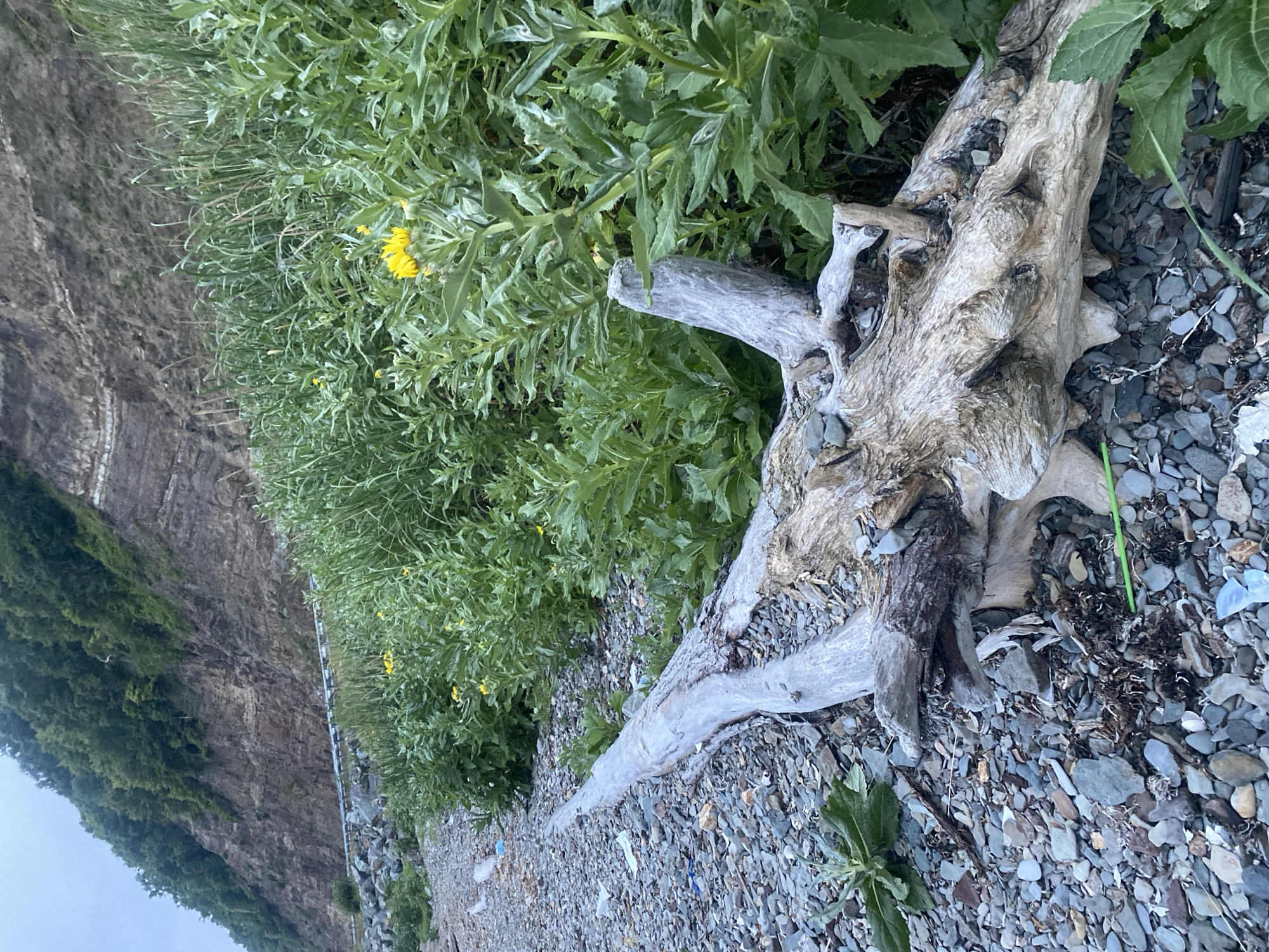 The image depicts a rocky shoreline with driftwood and vegetation in Korsakov, Russia. In the foreground, a large piece of weathered driftwood lies across a beach composed of gray and blue pebbles. To the right, lush green plants and several yellow wildflowers are growing. Behind the vegetation, a steep, layered rock cliff rises, covered in trees. A metal guardrail runs along the base of the cliff, separating it from the shoreline. The sky is overcast. There are no people or animals visible in the scene.