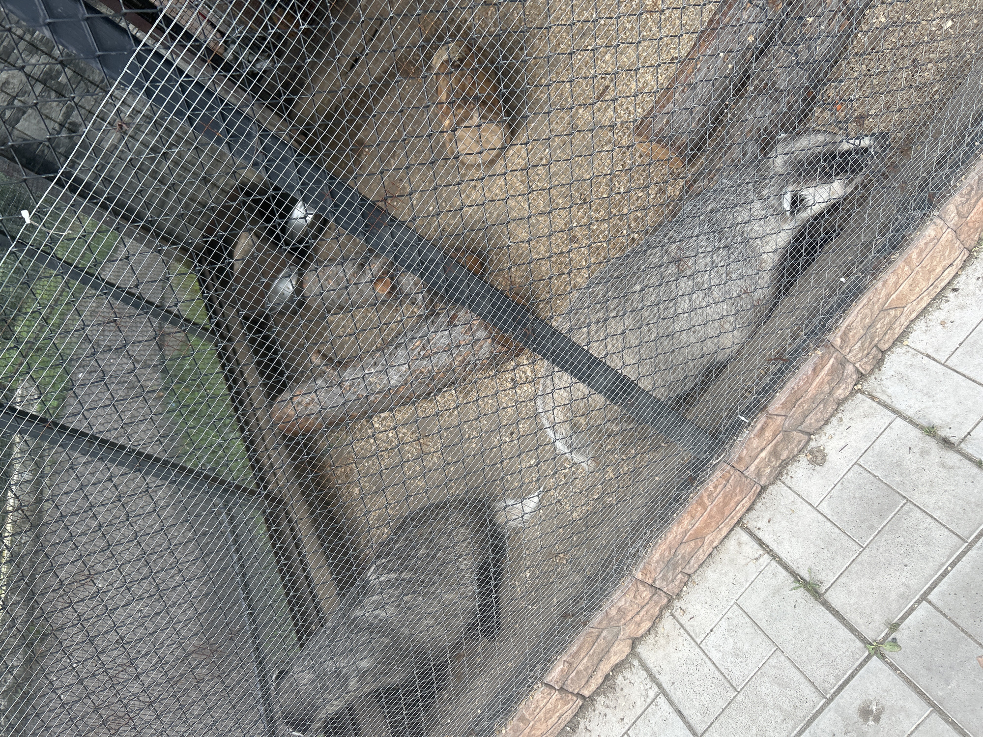 The image depicts a raccoon in an enclosure at the Bolsherechye Zoo in Bolsherechye, Russia. The enclosure features a sandy floor with wooden logs and is surrounded by a wire mesh fence. The raccoon, a medium-sized mammal with distinctive black and white markings on its face, is visible in the center of the frame, appearing to rest or move within its habitat. The enclosure is situated outdoors, adjacent to a paved walkway made of interlocking bricks. The lighting suggests it is daytime.
