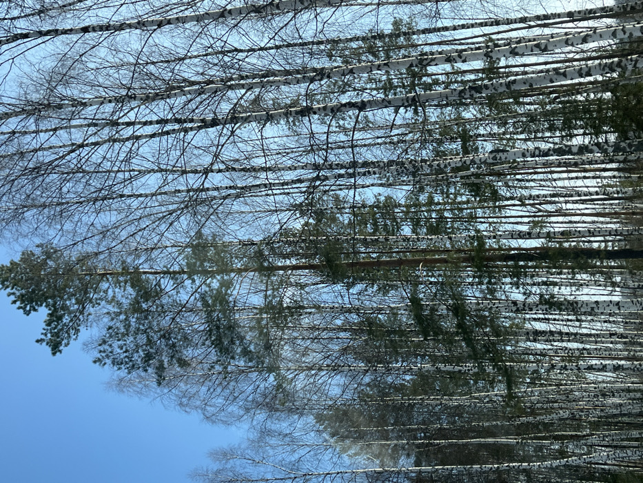 The scene depicts a dense forest environment in Nekrasovo, Russia, primarily composed of a mix of deciduous birch trees and evergreen conifer trees, likely pines. Numerous tall birch trees with characteristic white and black patterned bark dominate the foreground and midground, their branches mostly bare, indicating a dormant season. Interspersed among the birches, and visible in deeper layers of the forest, are several conifer trees with dark green needles. The trees extend vertically, filling the majority of the frame from a low vantage point. Above the tree canopy, a clear, bright blue sky is visible, suggesting a sunny daytime condition. No individuals, animals, structures, or objects other than the trees are discernible in the image. No specific actions or interactions are taking place.