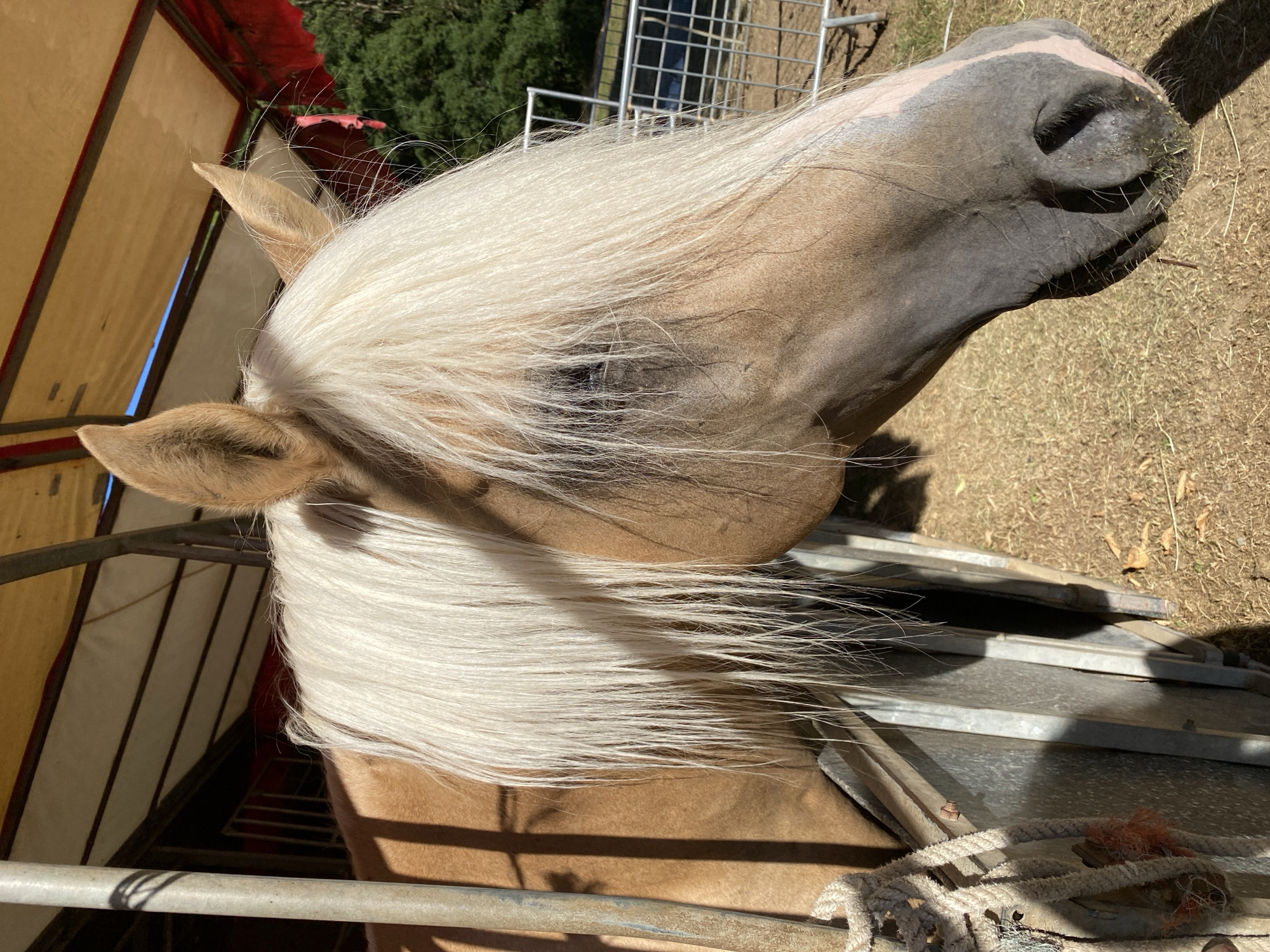 The image shows a close-up of a palomino horse in a stable. The horse has a light blonde mane and forelock that covers its eyes. Its coat is a golden-brown color. The horse is facing to the right, with its head lowered slightly as if grazing. The background is blurred, but appears to be an outdoor setting with a fence and trees. The horse is in a stable, indicated by the metal bars and a rope hanging on the left side. The ground is covered with straw and dry leaves. The scene is lit by sunlight, casting shadows. There is no visible indication of the horse's location in Altenkirchen, Germany.