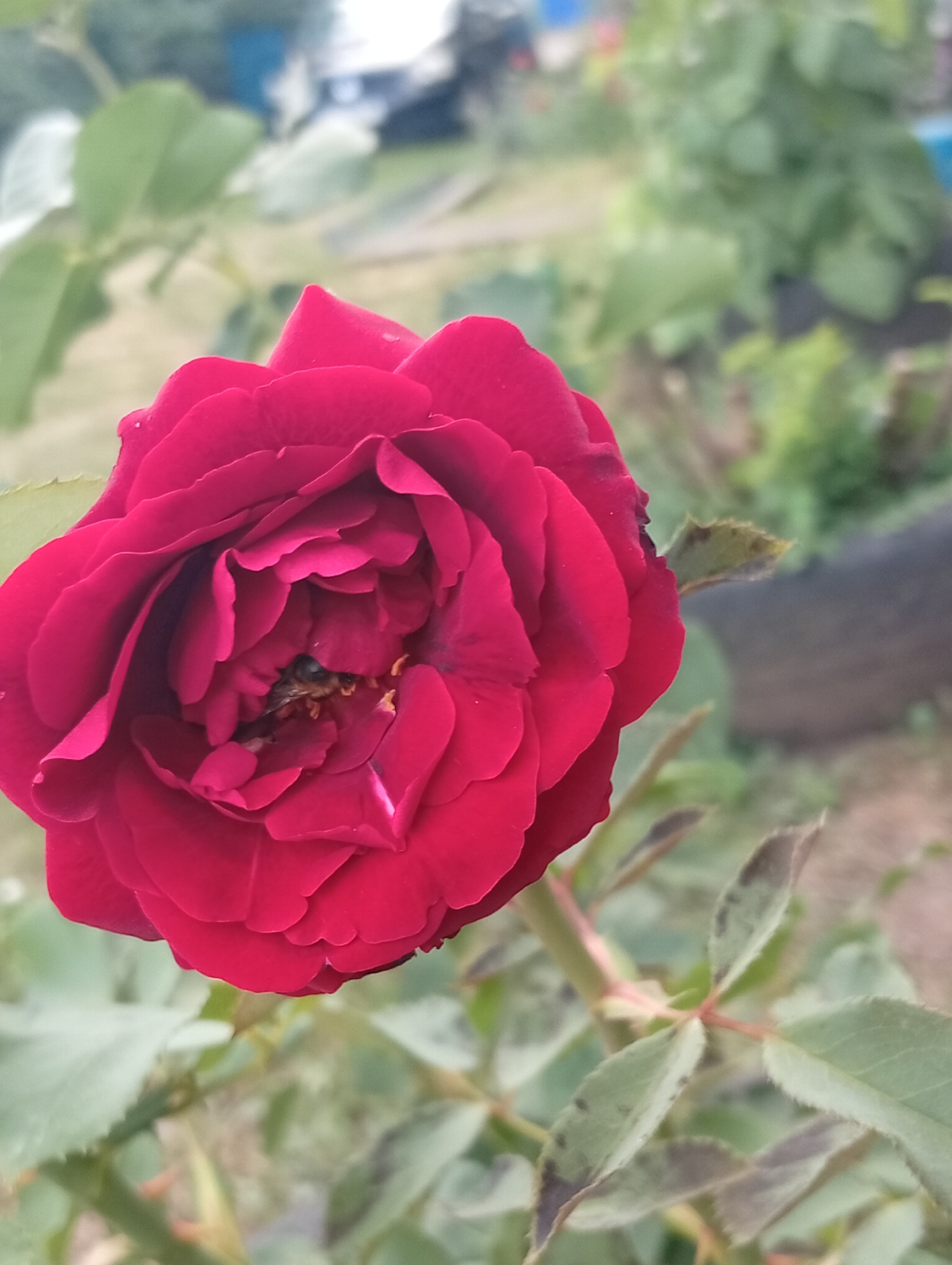 A close-up, vertical shot shows a single, deep red rose in bloom with several layers of ruffled petals. At the center of the rose, a bee is visible, its body partially obscured by the petals as it appears to be collecting nectar. The rose is surrounded by green foliage, with some leaves showing signs of slight browning or discoloration. The background is softly blurred, suggesting an outdoor, natural setting with hints of greenery and possibly distant structures. The lighting is natural, highlighting the vibrant color of the rose and the details of the bee. The image quality is adequate, with good focus on the main subject.